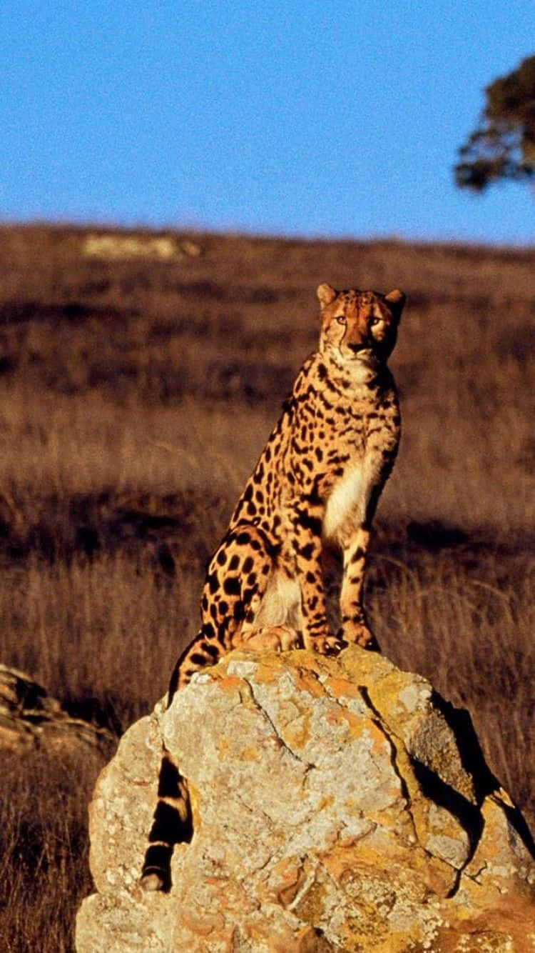 Cheetah iPhone, rock, dry grassland, HD Phone Wallpaper