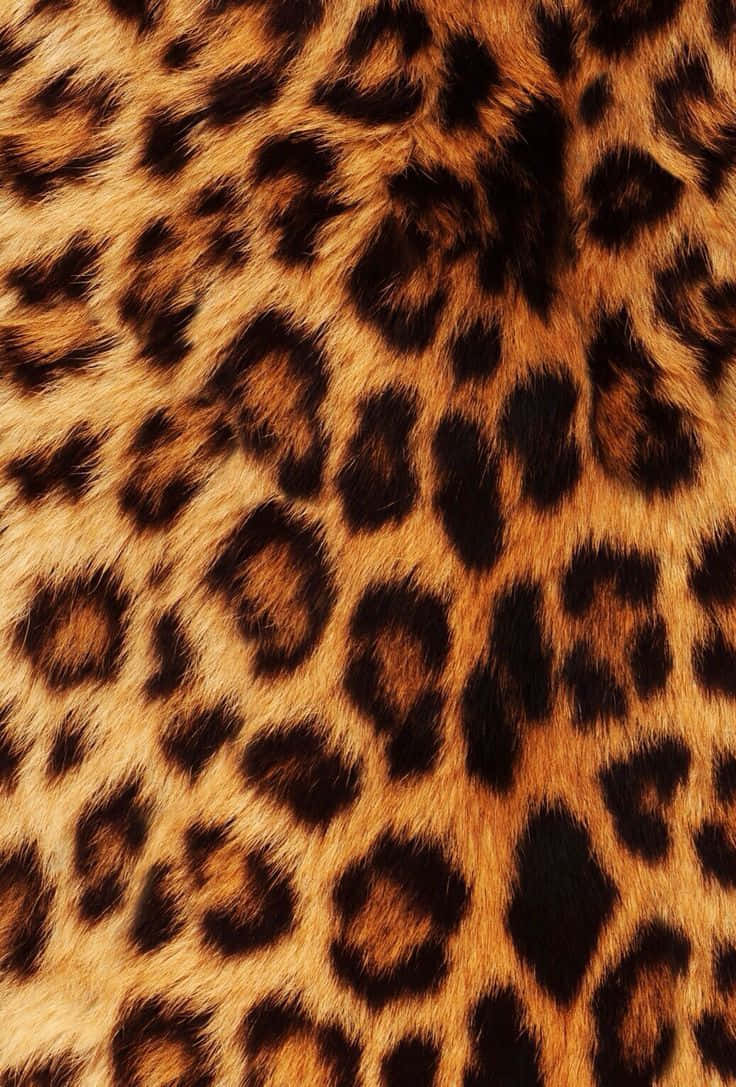 Cheetah Skin Print Pattern, golden fur, black rosettes, SD Phone Wallpaper