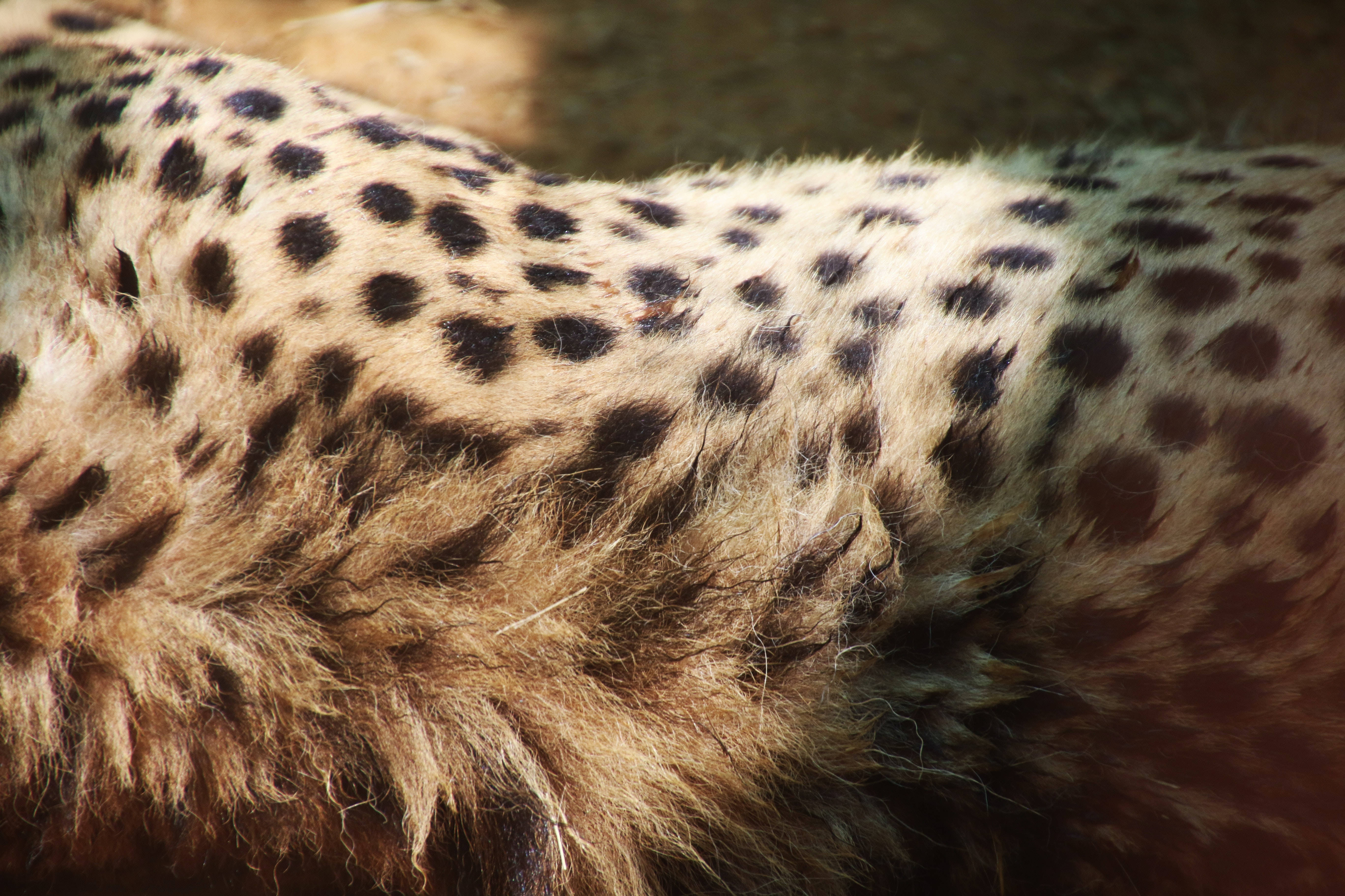 cheetah, spotted coat, sunlit fur, 5K Desktop Wallpaper