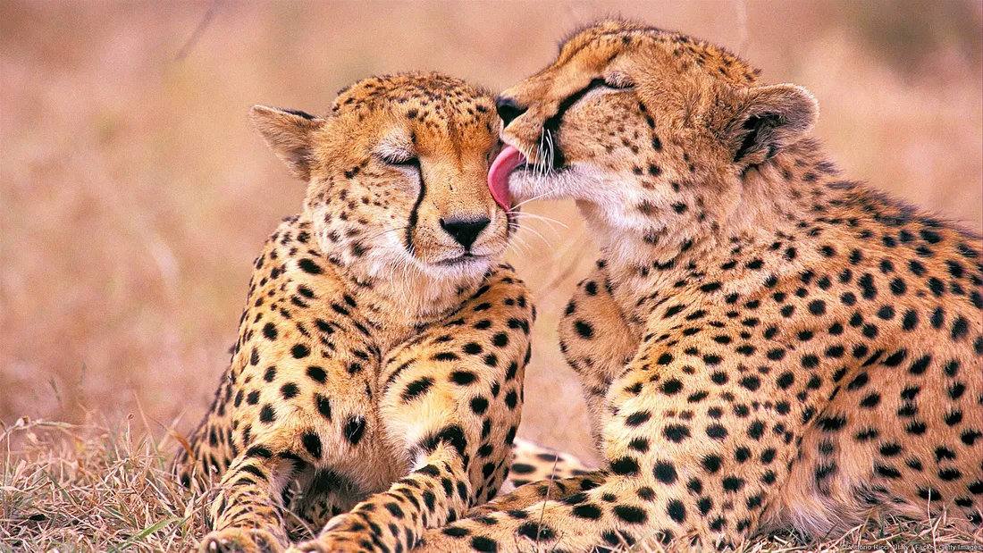 Cheetah