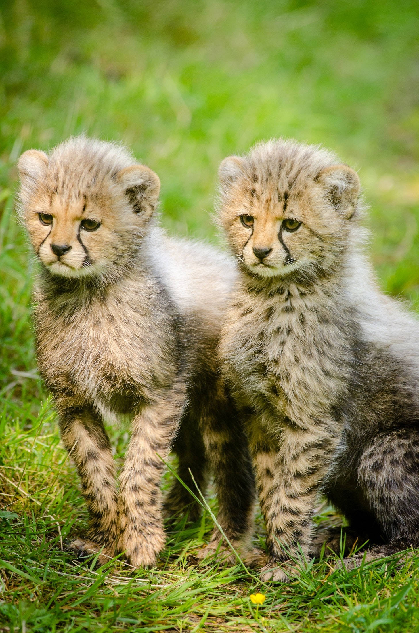 baby cheetahs, fluffy cheetah cubs, vibrant green grass, Full HD Phone Wallpaper
