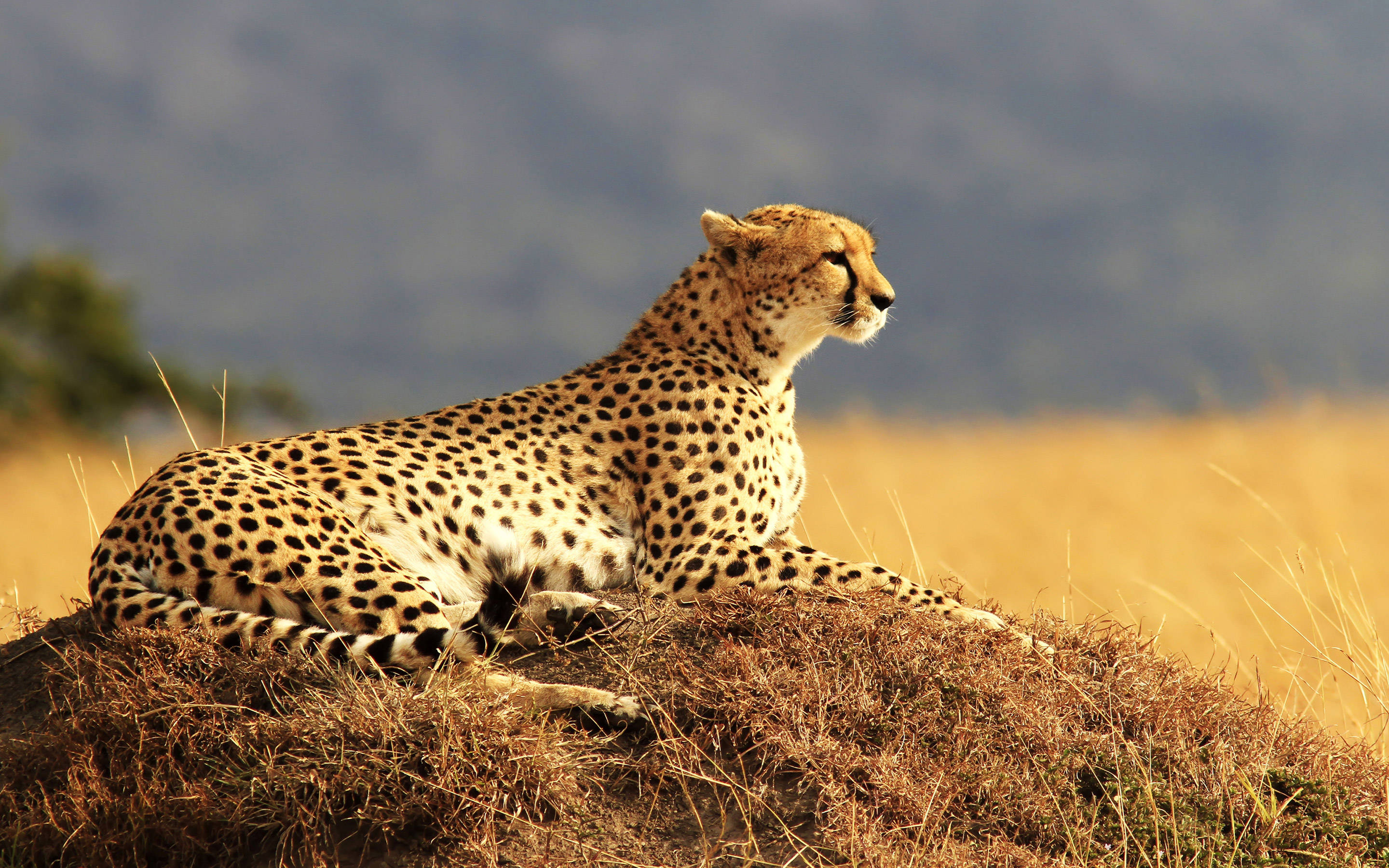 Cheetah, golden savanna light, grassy mound, 2K Desktop Wallpaper
