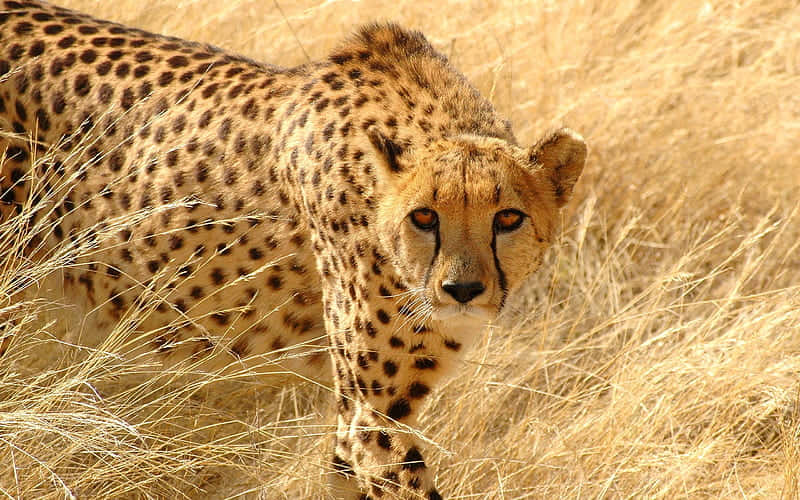 Cheetah, spotted coat, tear marks, SD Desktop Wallpaper