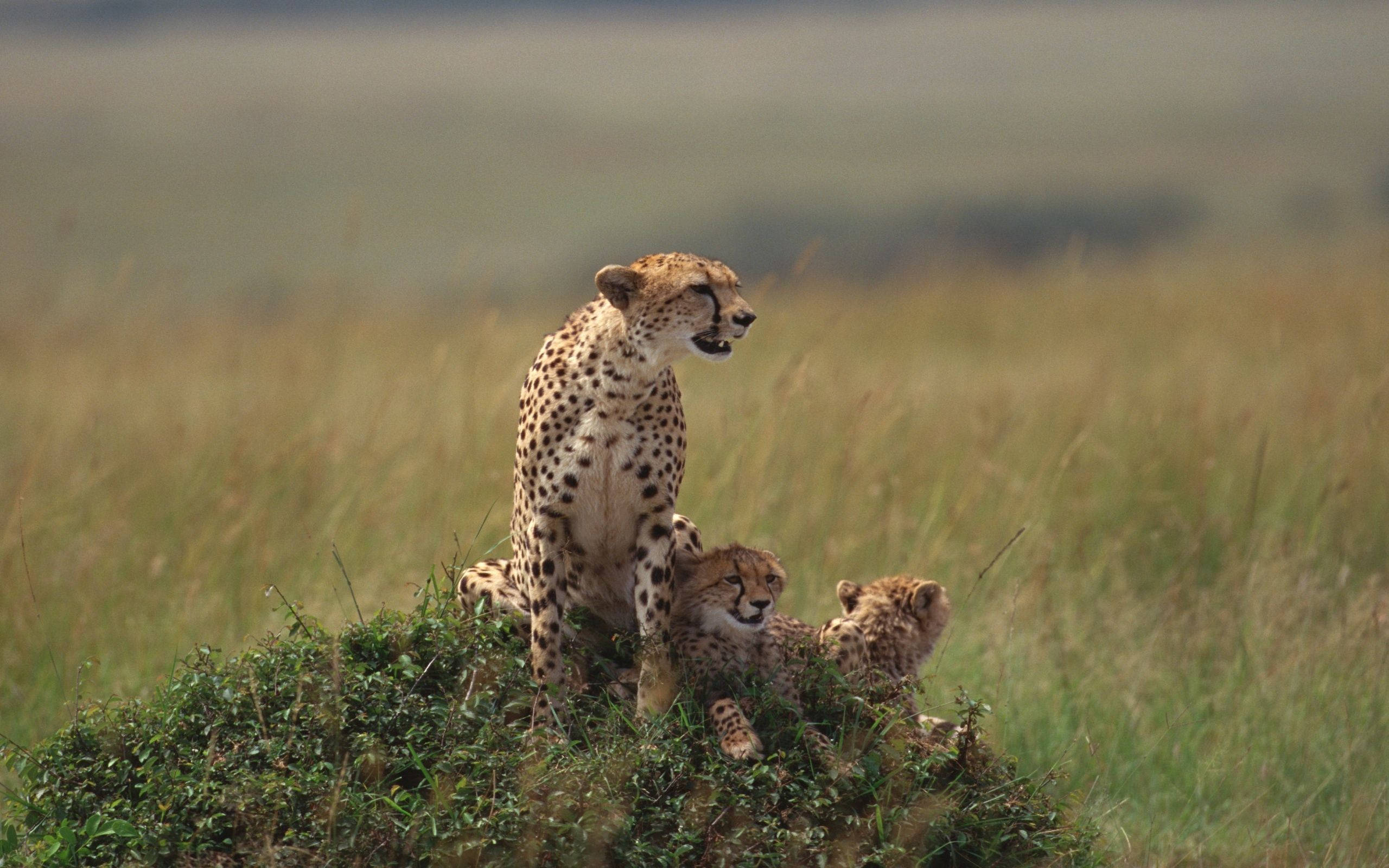 cheetah, cheetah mother, two cubs, 2K Desktop Wallpaper
