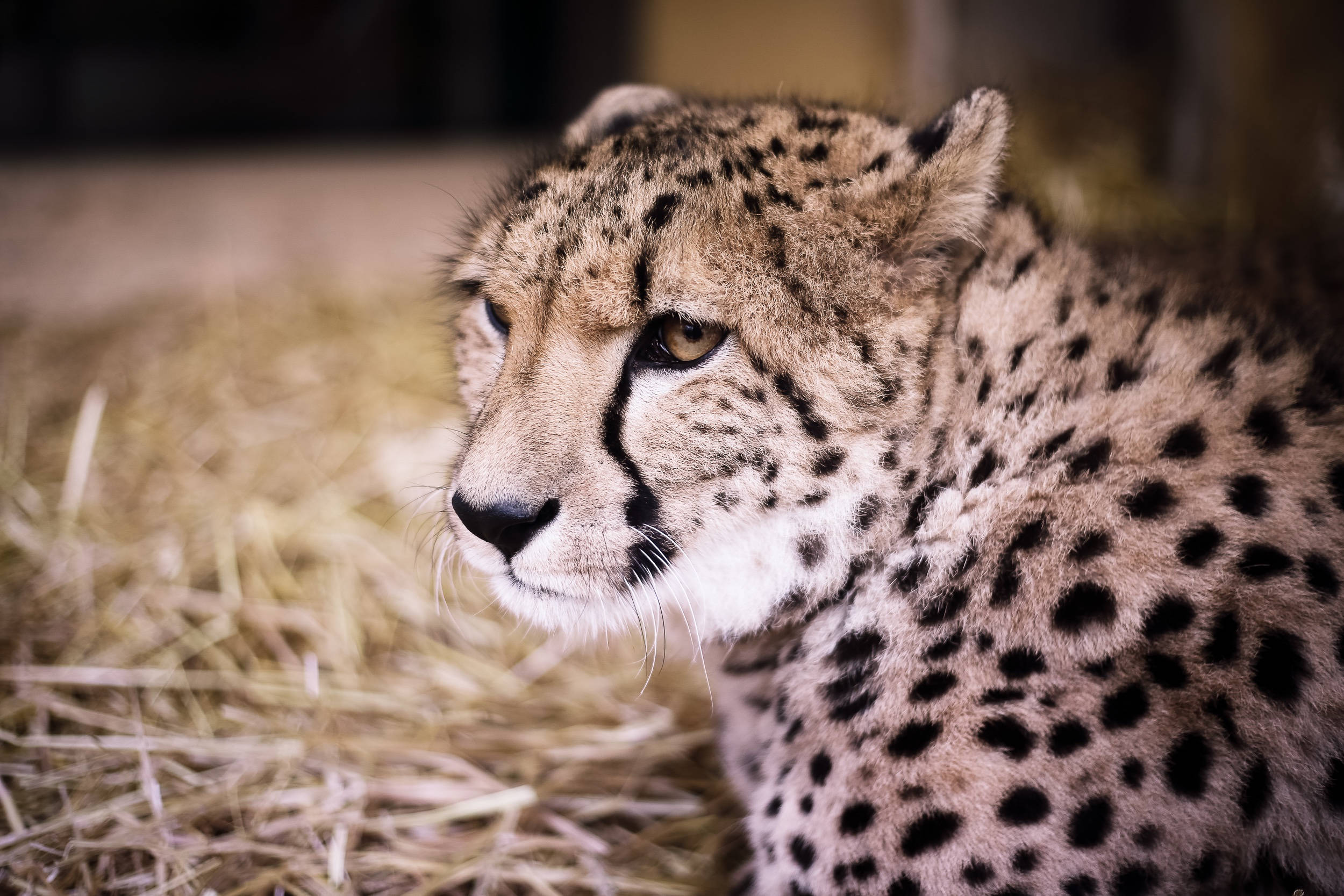 cheetah, golden eyes, spotted fur, Full HD Desktop Wallpaper