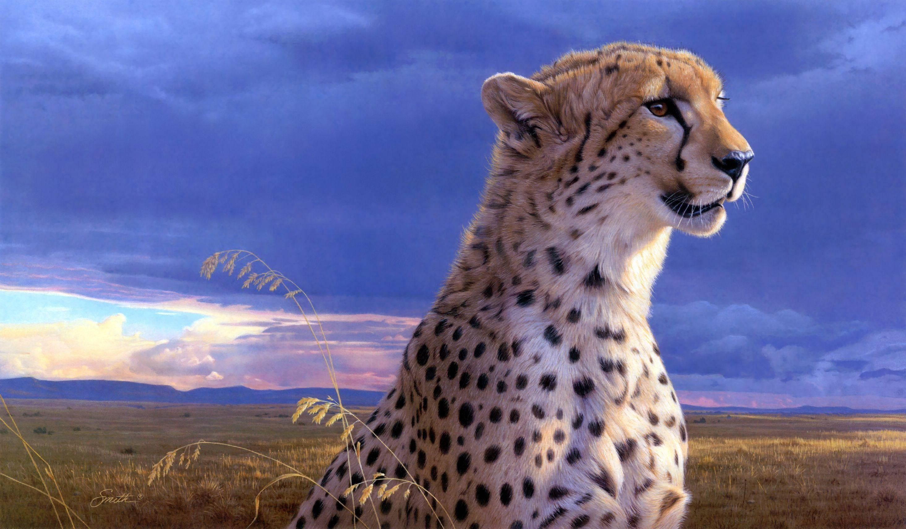 Cheetah, purple sky, twilight sky, 2K Desktop Wallpaper