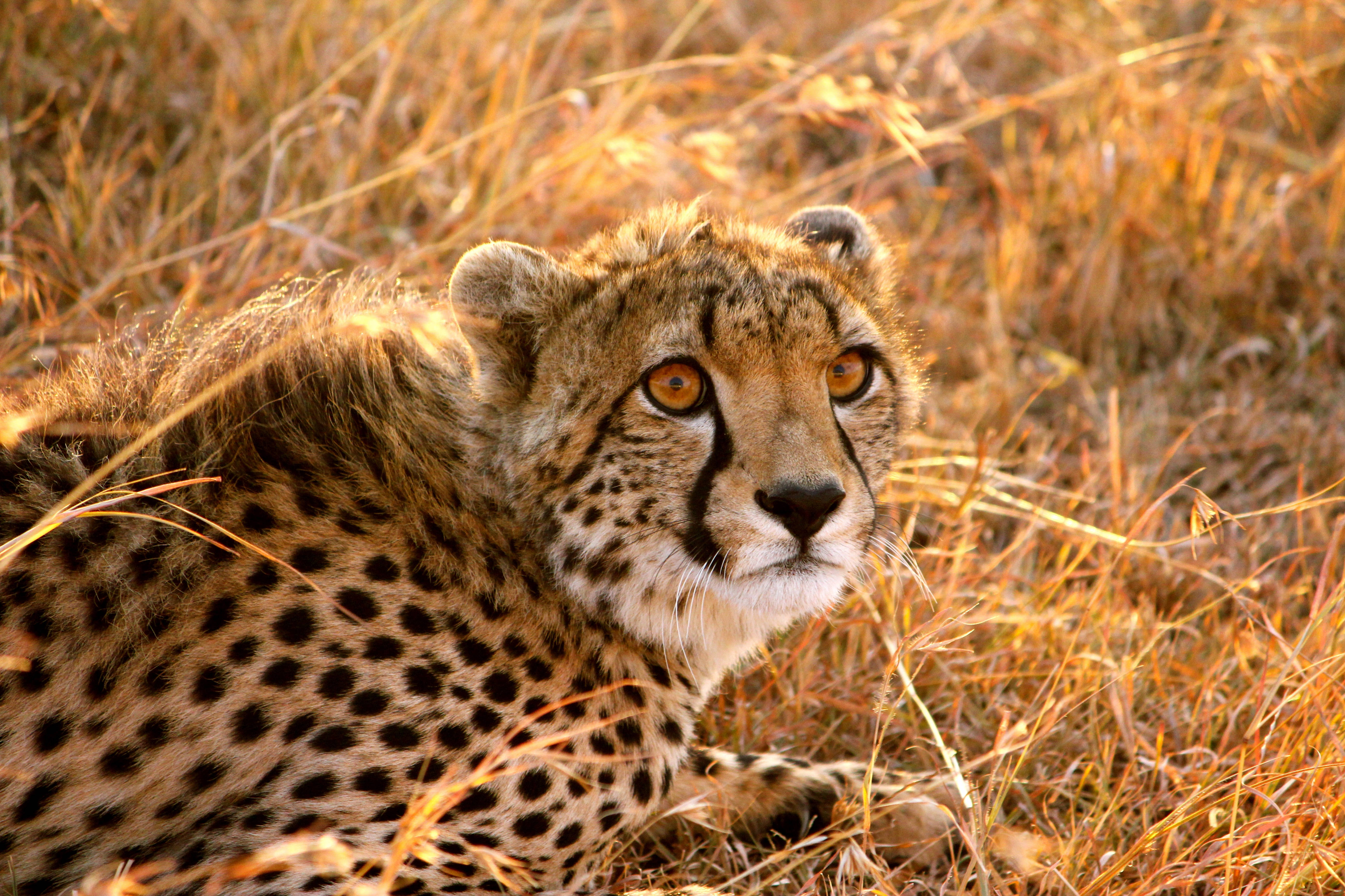 frightened cheetah, golden grass, warm sunlight, 5K Desktop Wallpaper