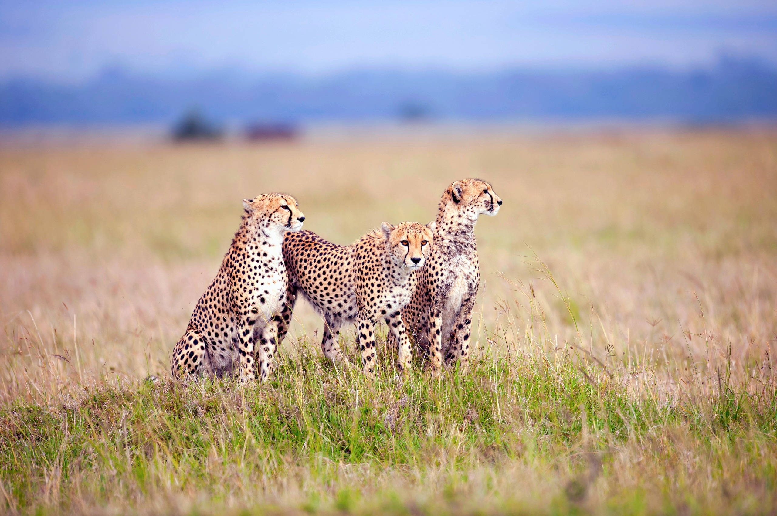 three cheetahs, grass field, tall golden grass, 2K Desktop Wallpaper