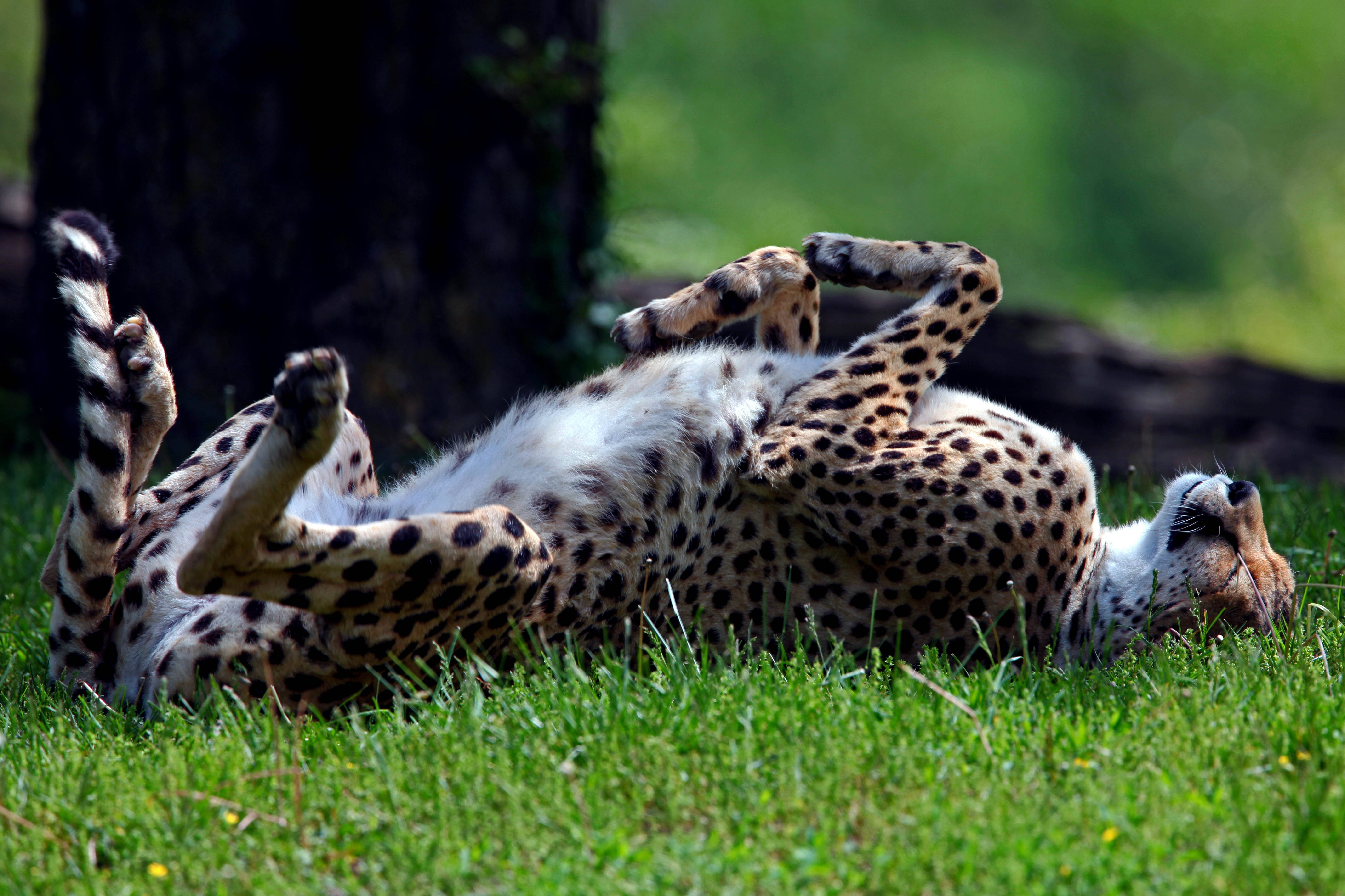 Cheetah, grass, vibrant green grass, 5K Desktop Wallpaper