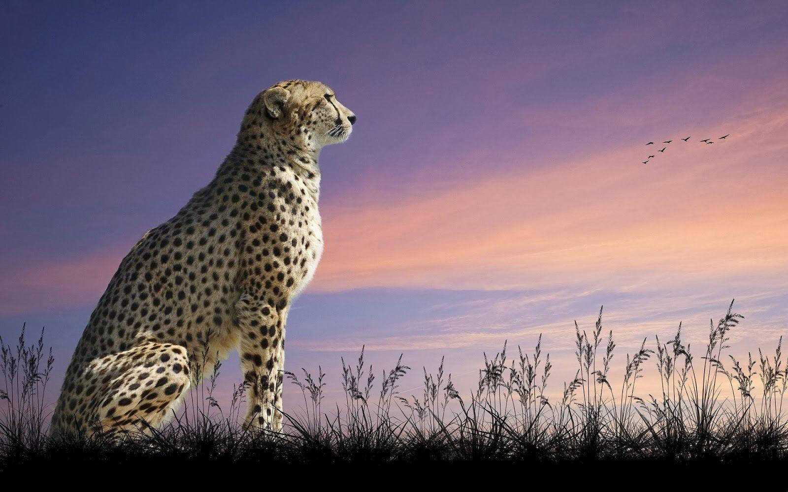 Cheetah, sunset, twilight sky, HD Desktop Wallpaper