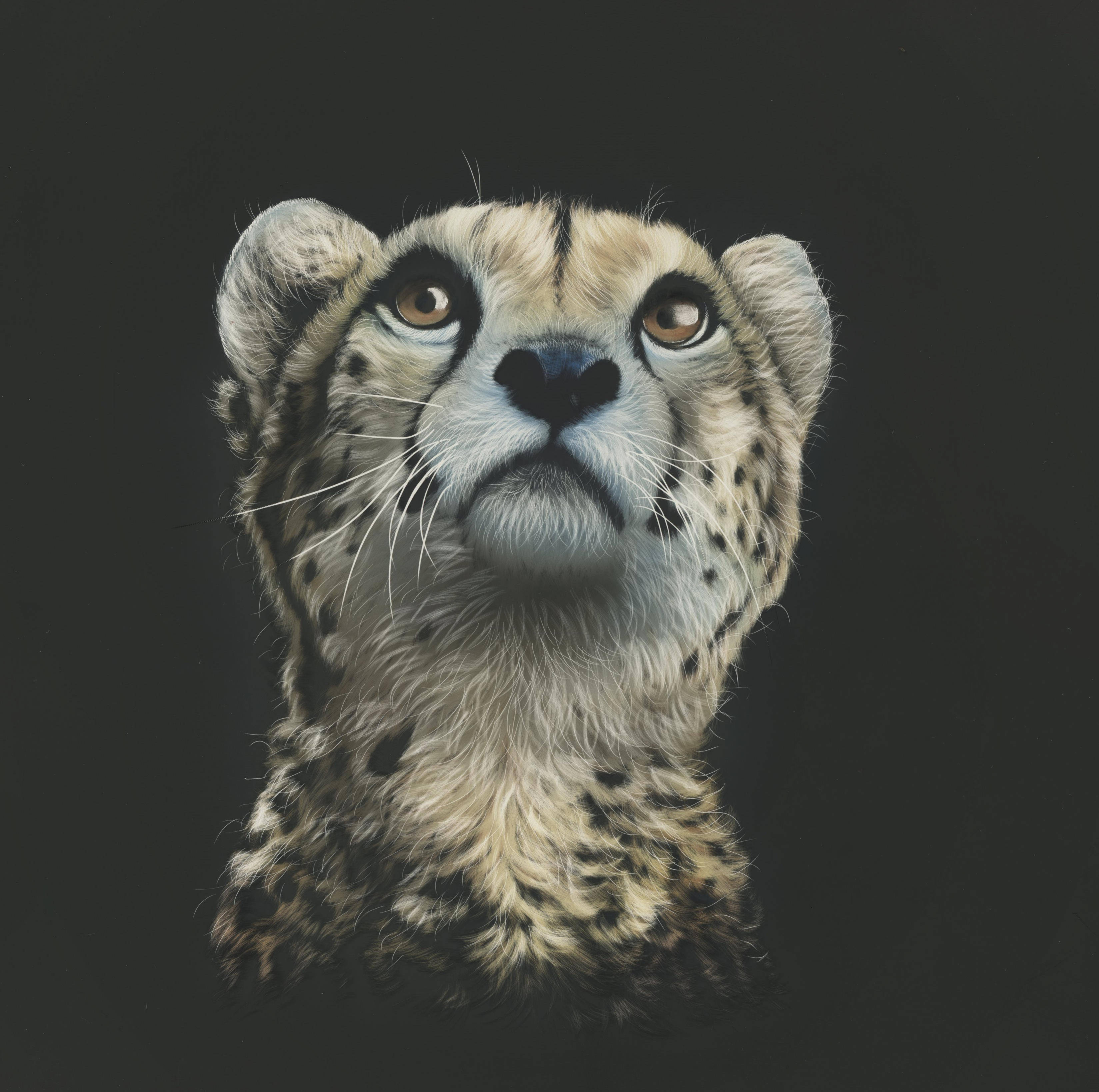 Cheetah, amber eyes, spotted fur, 2K Desktop Wallpaper