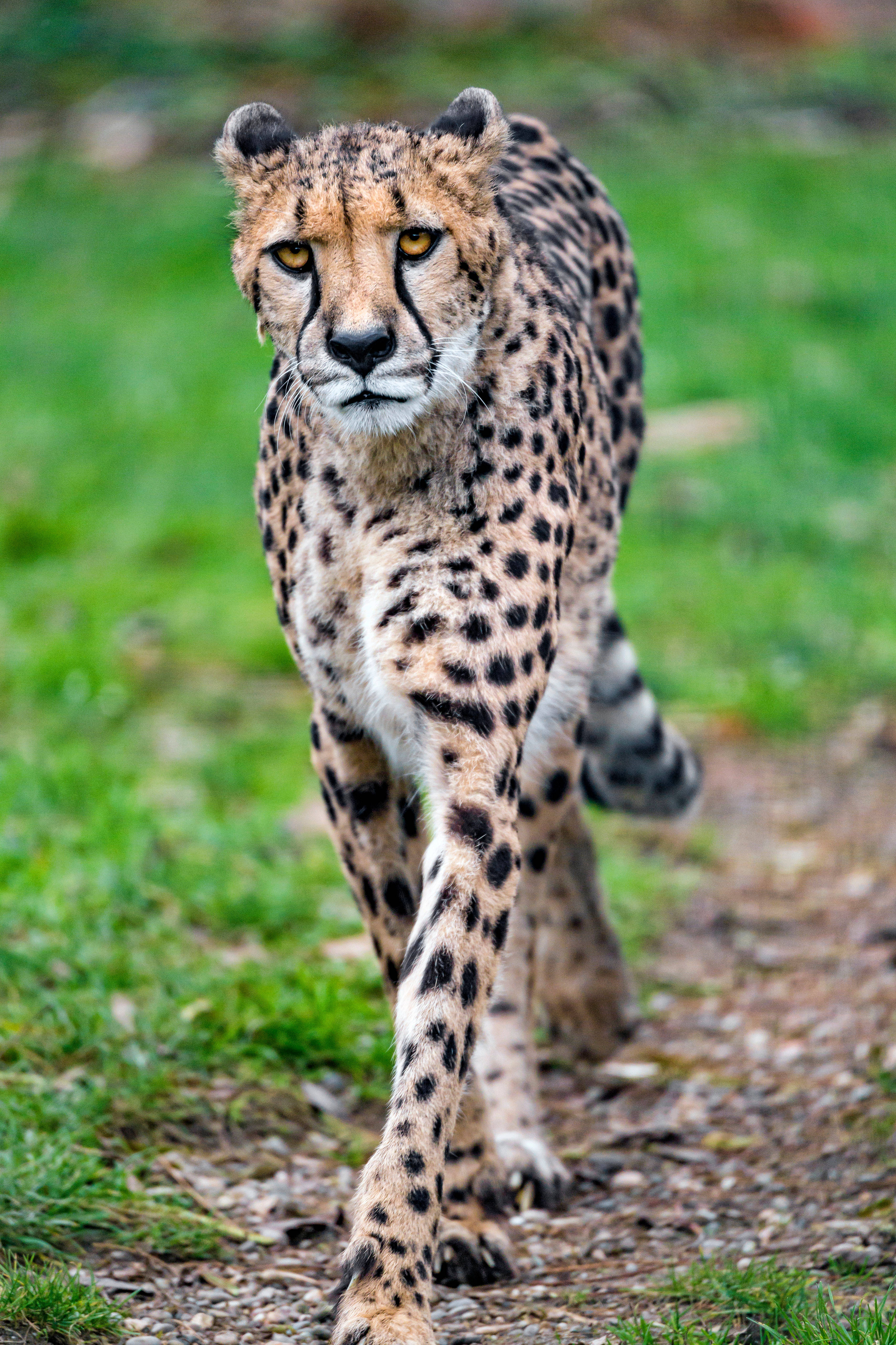Walking Skinny Cheetah, cheetah, grassy path, 5K Phone Wallpaper