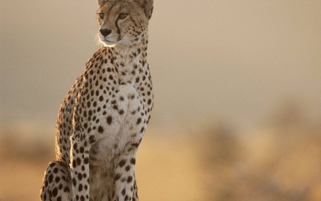 fearless female cheetah, golden savanna light, cheetah, HD Desktop Wallpaper