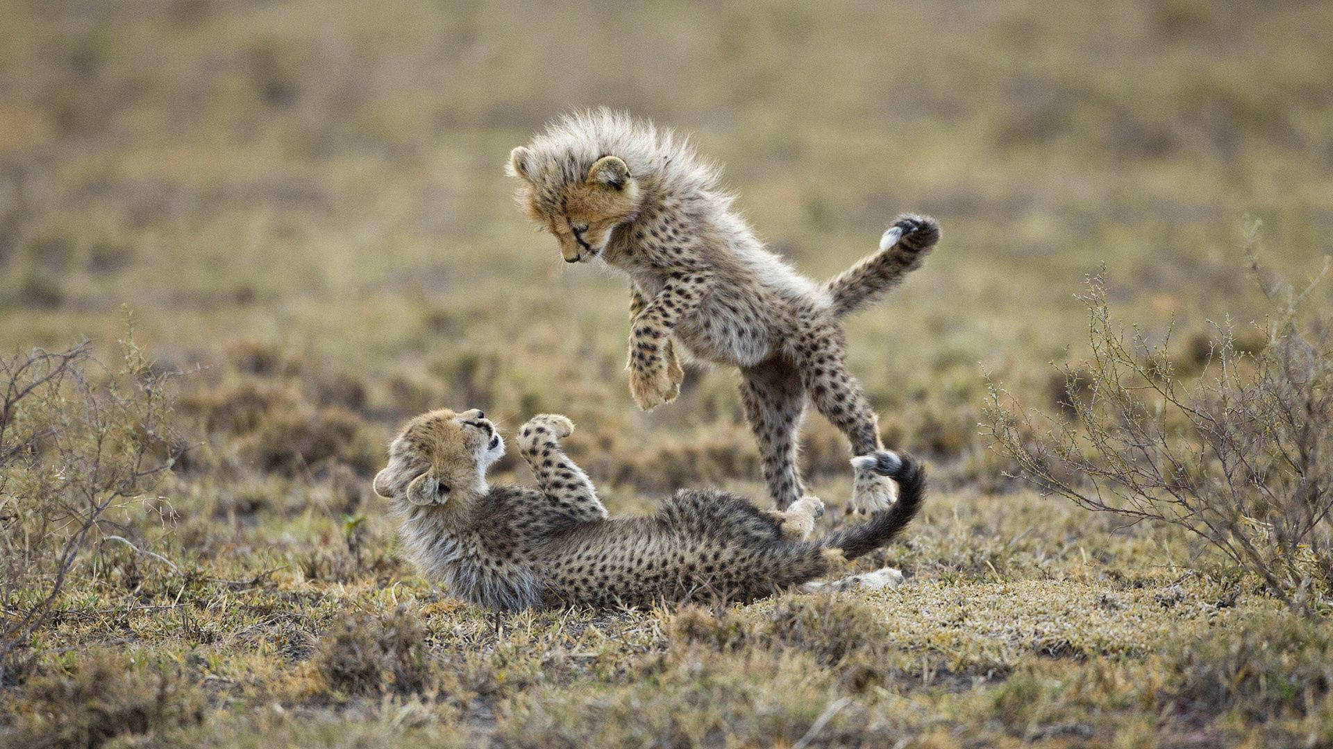 playful baby cheetahs, cheetah cubs, dry grassy savanna, Full HD Desktop Wallpaper