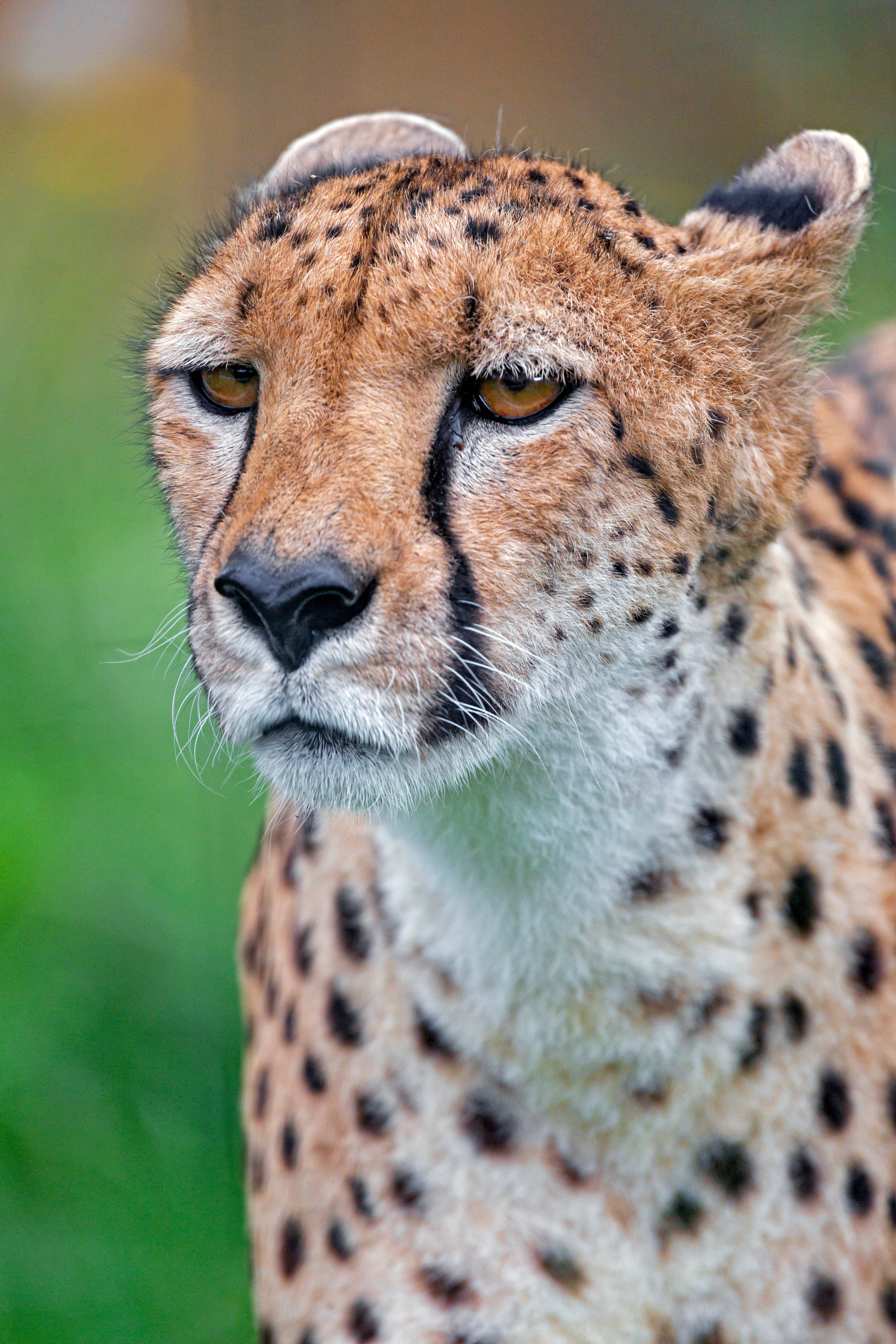 bad tempered female cheetah, cheetah, spotted fur, 5K Phone Wallpaper