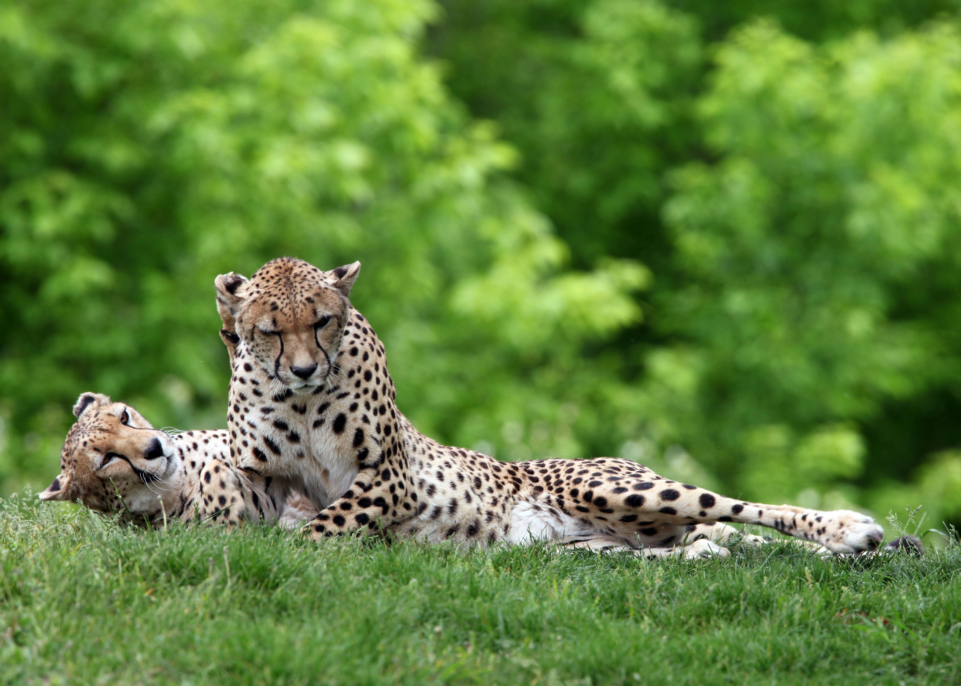 Cheetah, grass, vibrant green grass, 4K Desktop Wallpaper