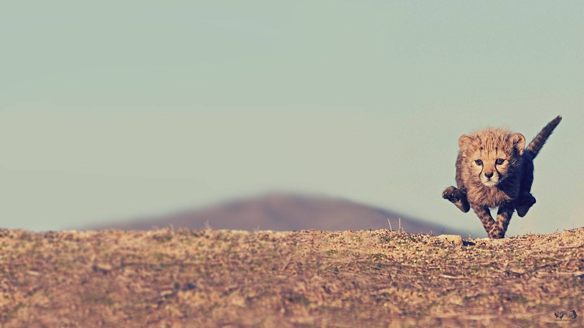 cheetah cub, dry grassy plain, distant hill, Full HD Desktop Wallpaper