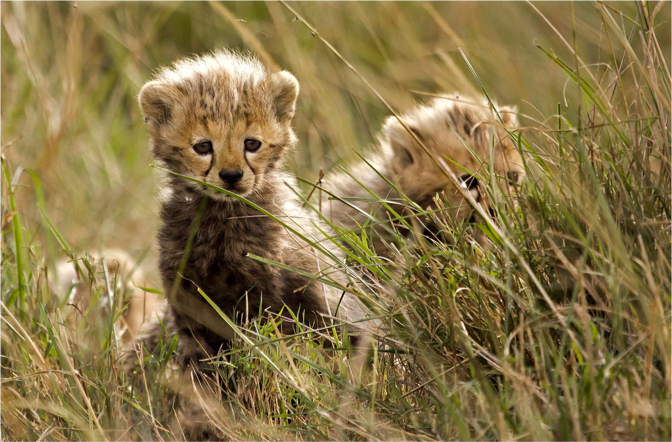 baby cheetah, cheetah cubs, golden grass, Full HD Desktop Wallpaper