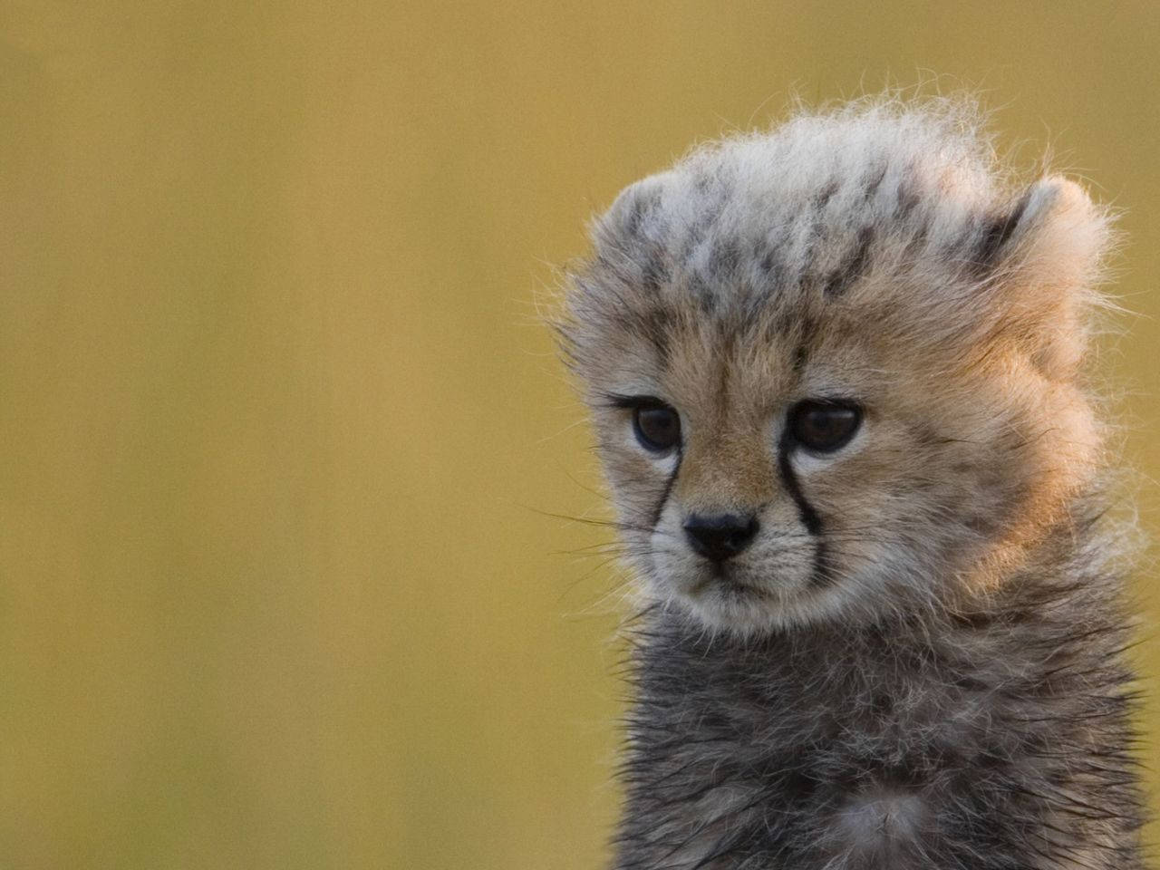 baby cheetah, cheetah cub, soft spotted fur, HD Desktop Wallpaper