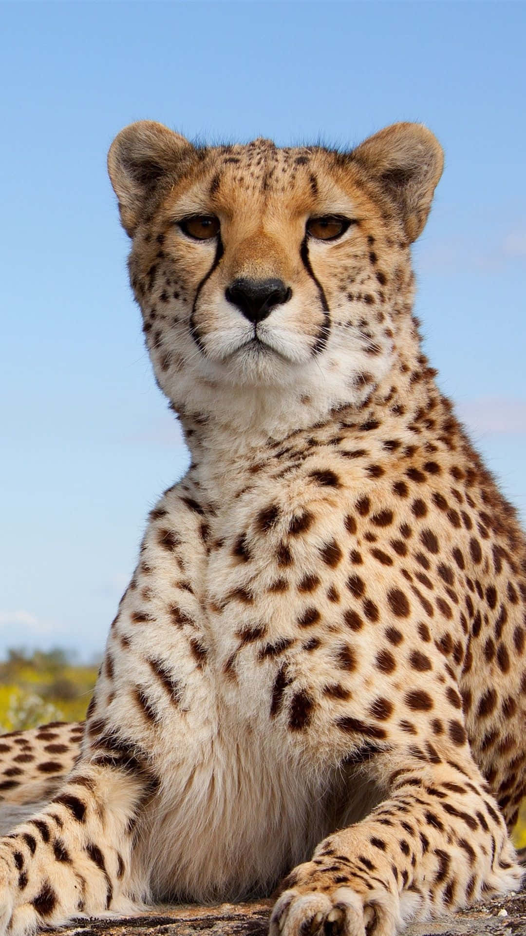 Cheetah, iPhone, Front Stare Camera, Full HD Phone Wallpaper