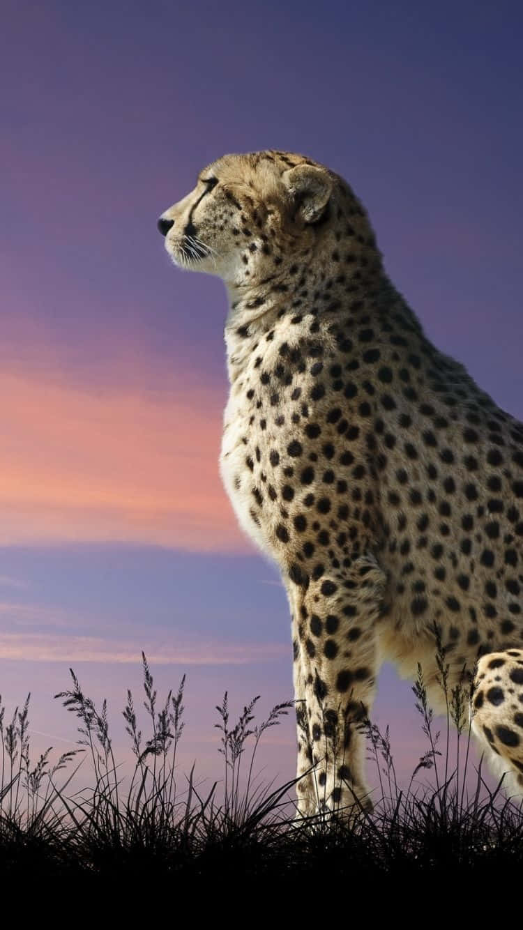 Cheetah, iPhone, twilight sky, HD Phone Wallpaper