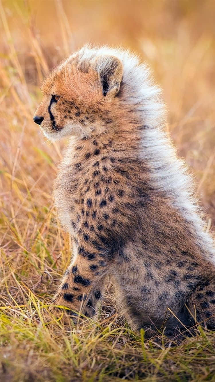 Cheetah, iPhone, golden grass, HD Phone Wallpaper