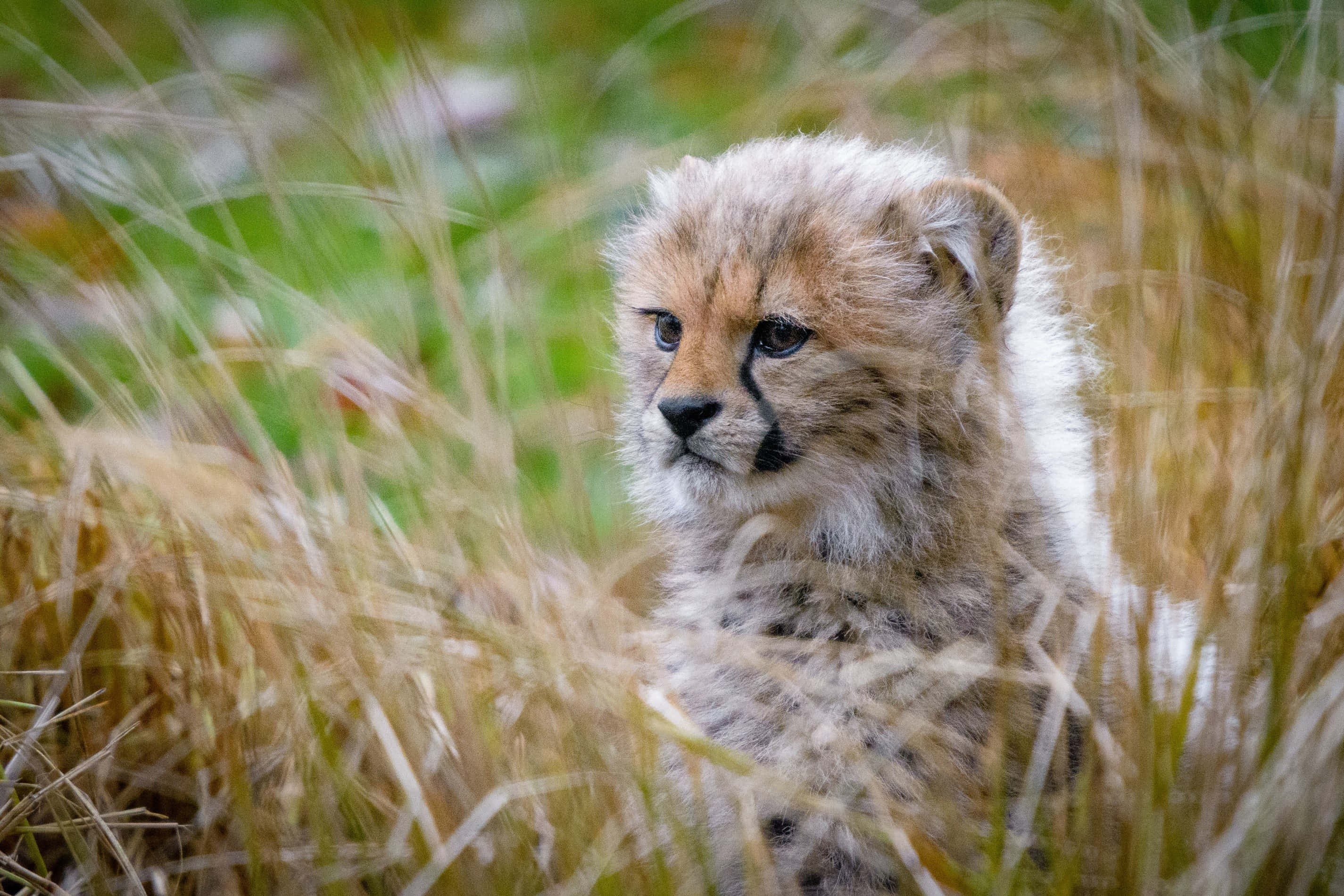 baby cheetah, cheetah cub, soft spotted fur, 2K Desktop Wallpaper