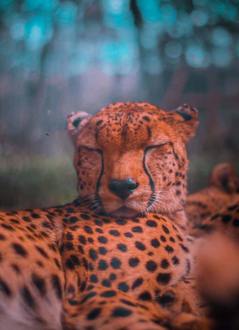 Cheetah, iPhone, teal forest, SD Phone Wallpaper