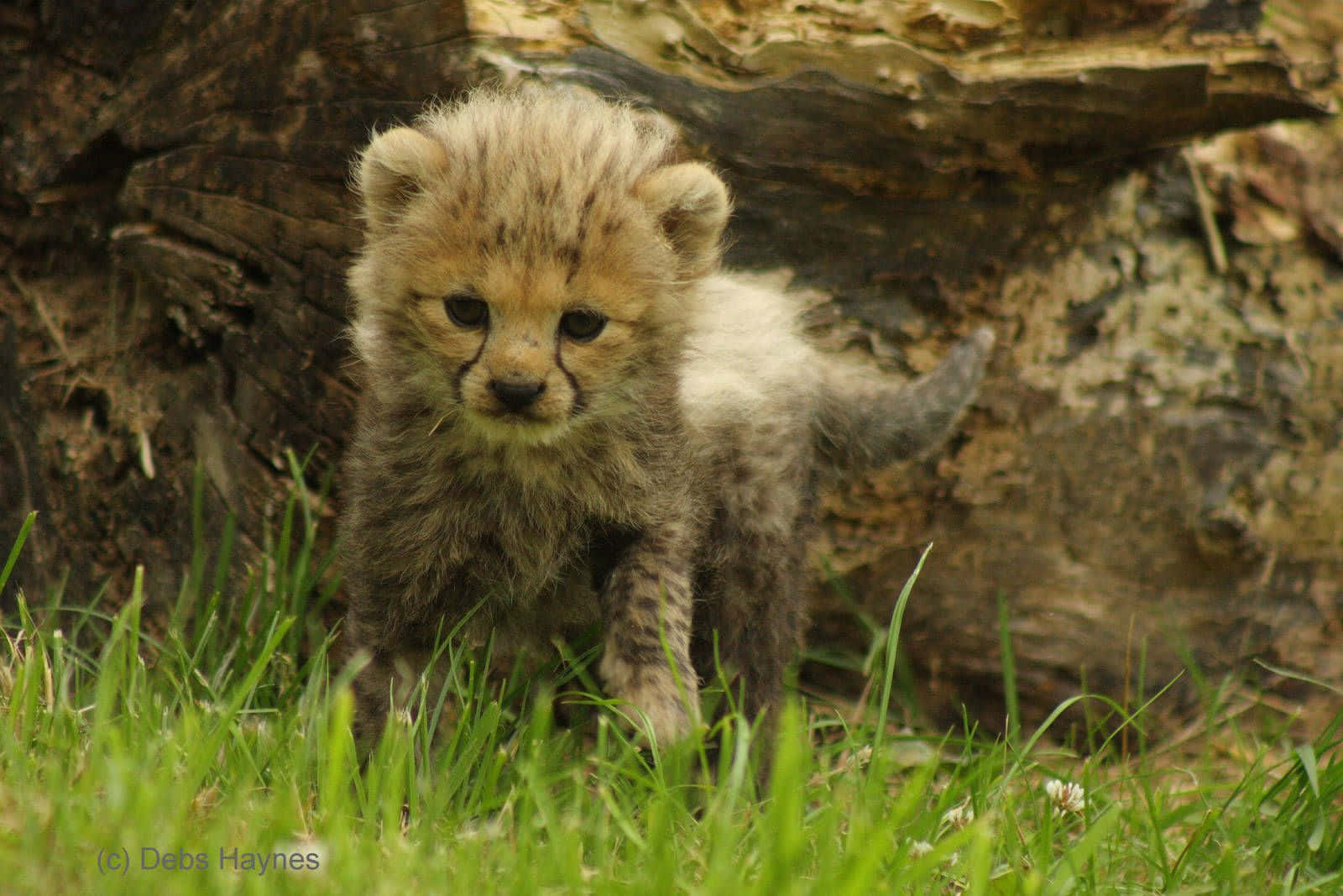 baby cheetah, cheetah cub, dark spots, HD Desktop Wallpaper