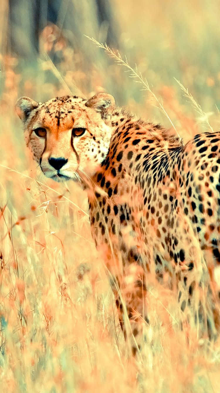 Cheetah, golden fur, black spots, HD Phone Wallpaper