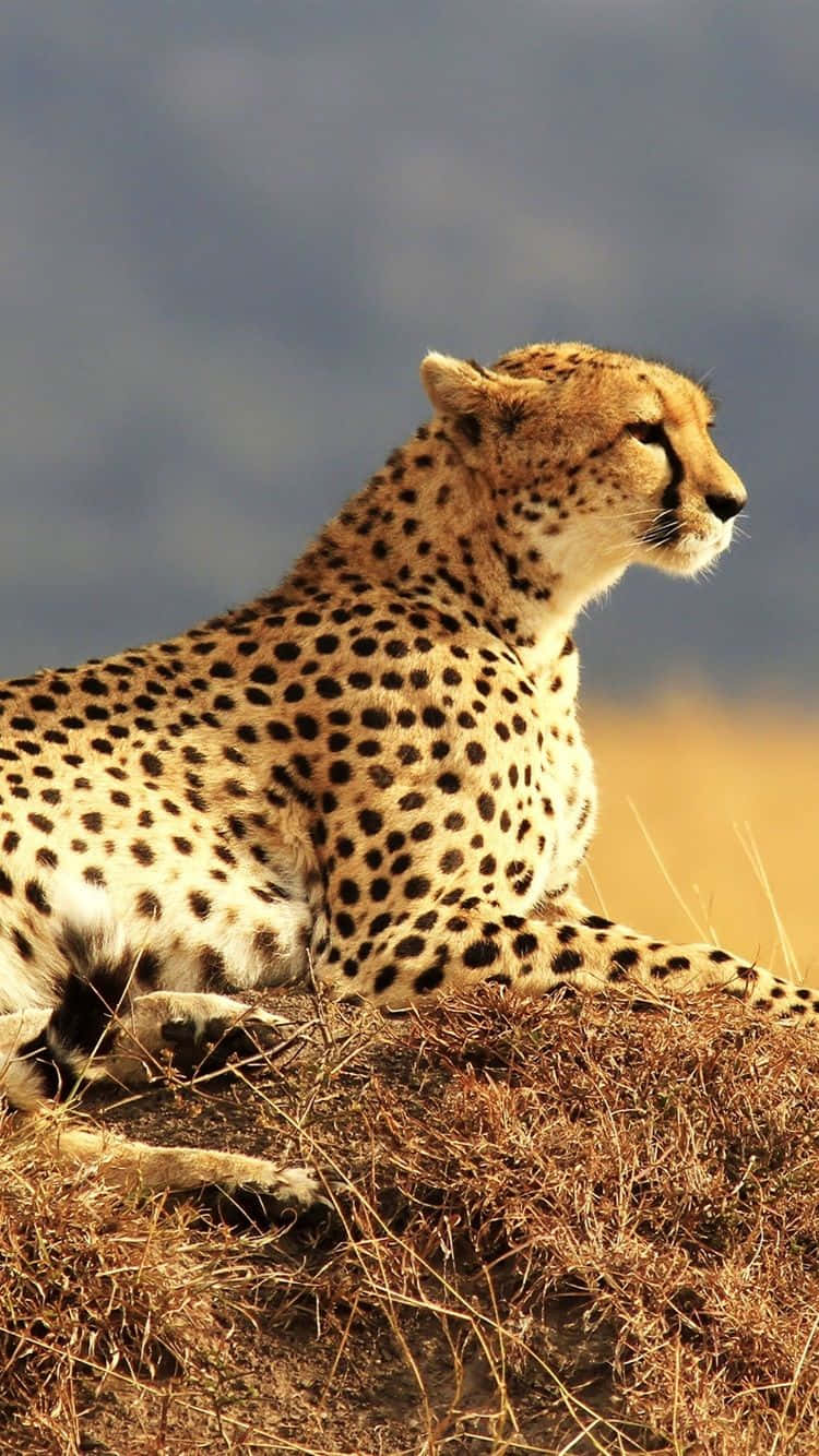 Cheetah, iPhone, South African Chill, HD Phone Wallpaper