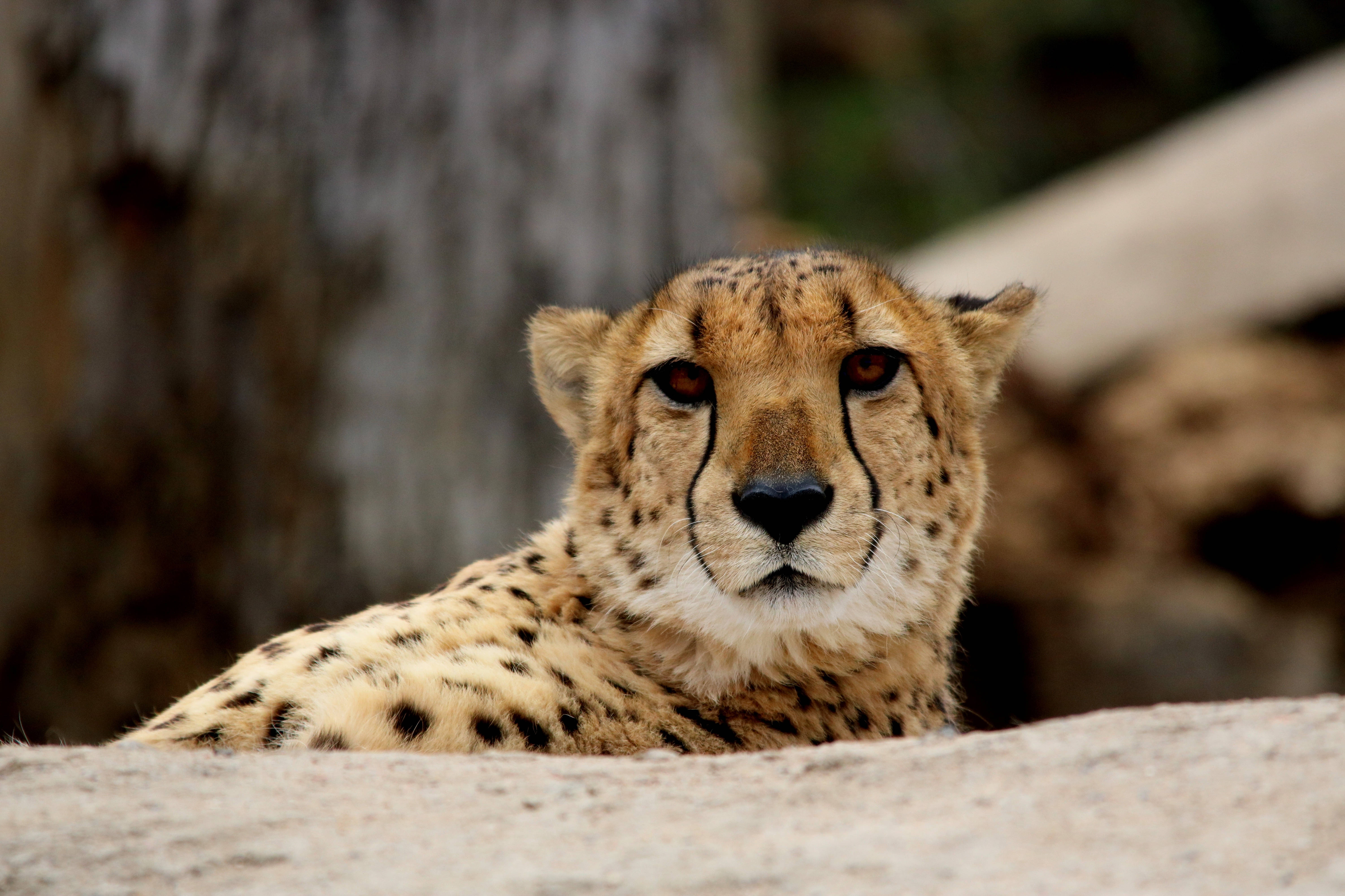 Cheetah, spotted fur, rock, 5K Desktop Wallpaper