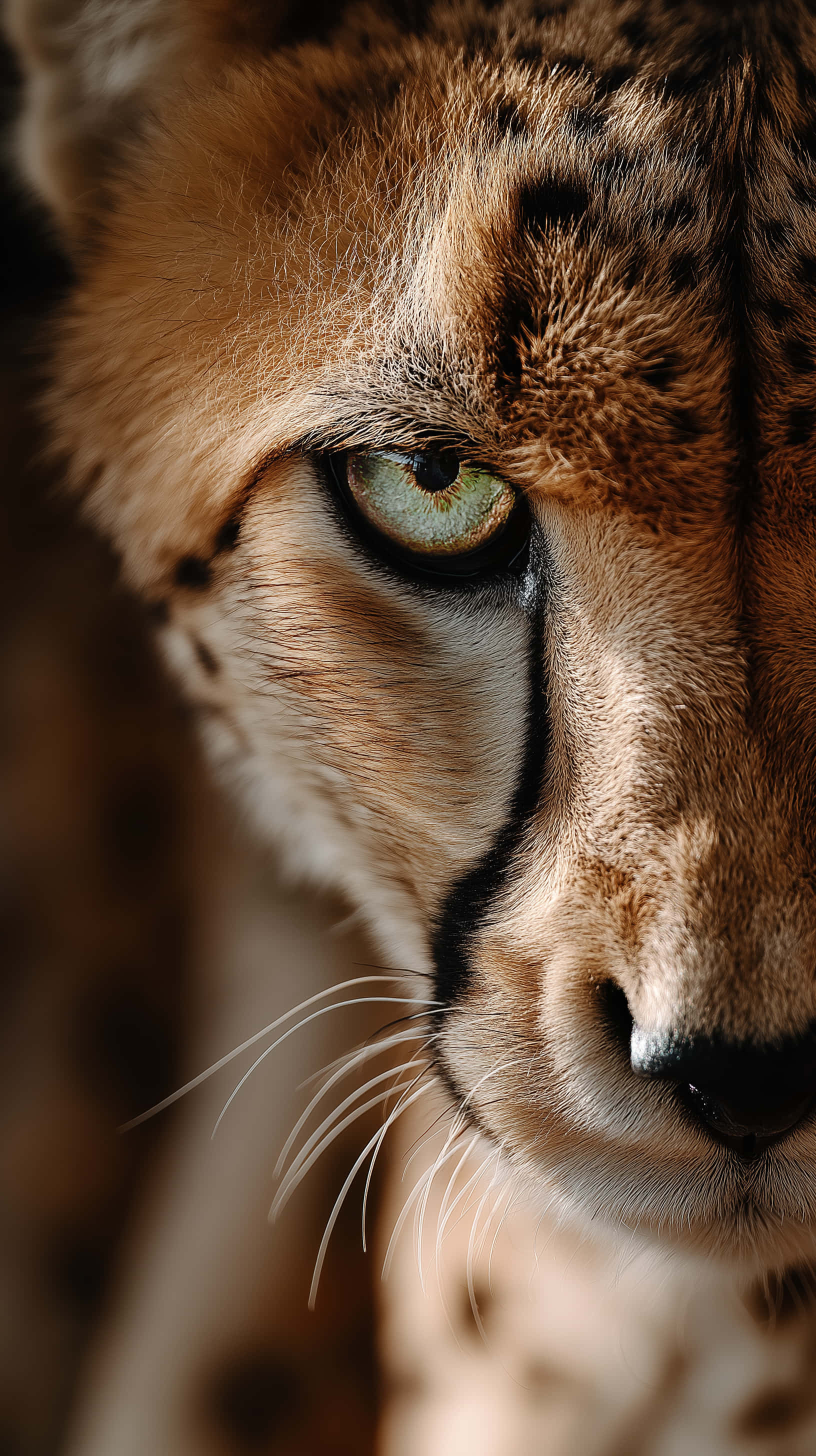 cheetah, green eye, macro close up, 2K Phone Wallpaper