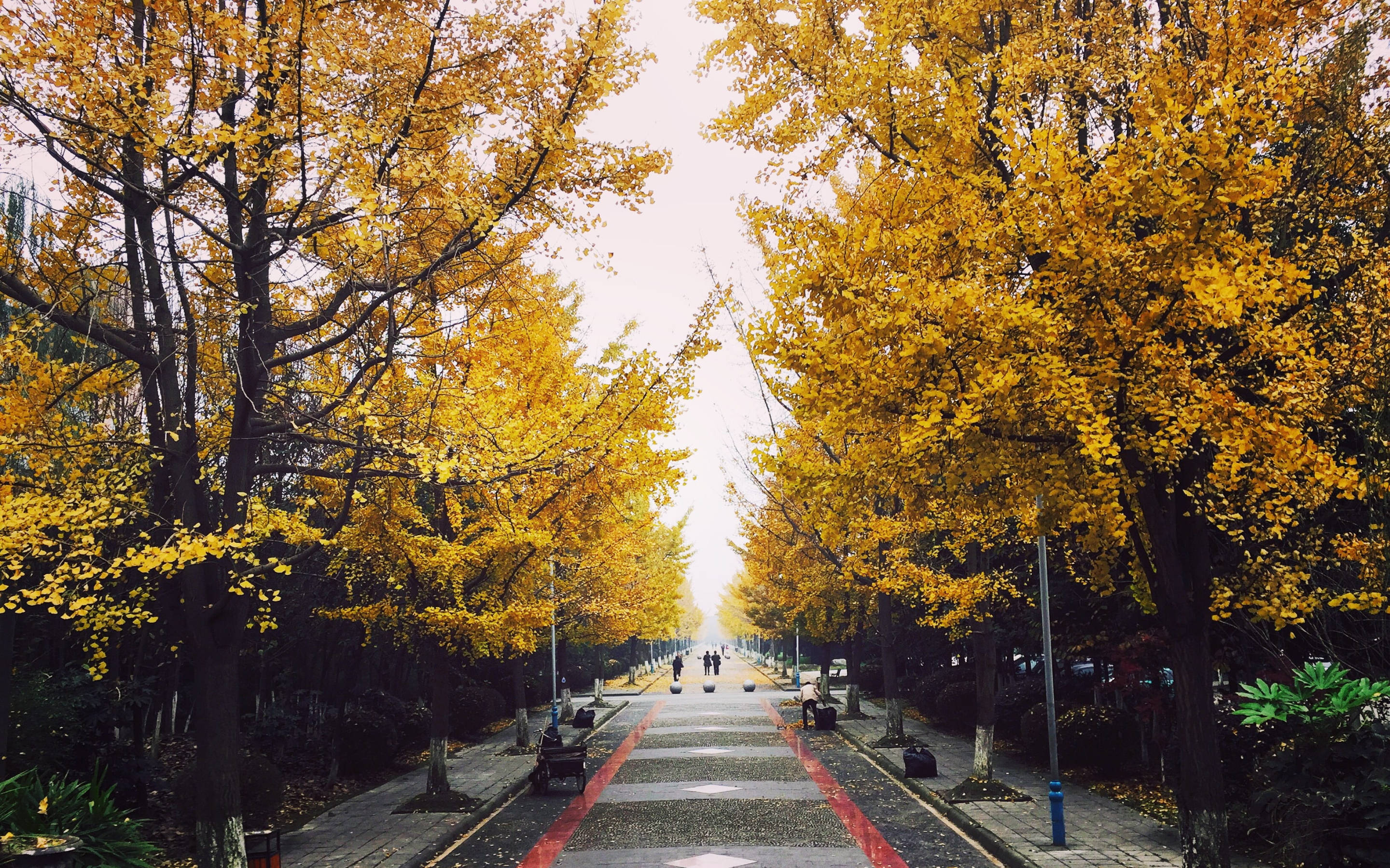 Chengdu, autumn season, golden autumn trees, 2K Desktop Wallpaper