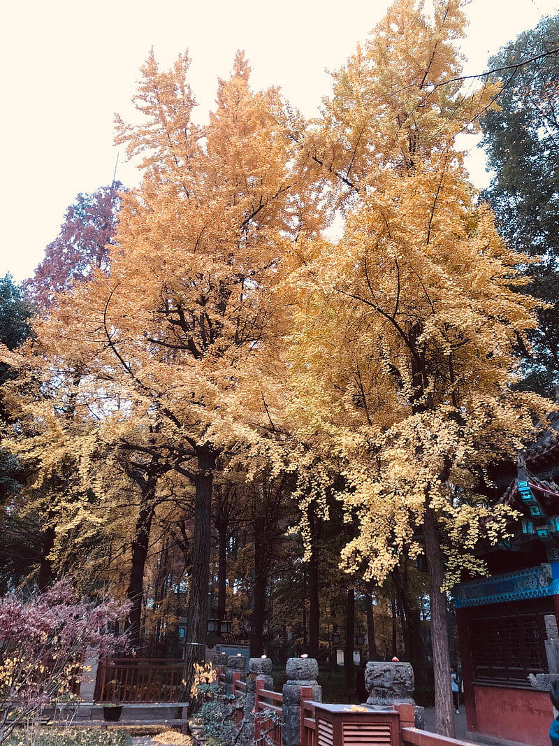 Chengdu, golden ginkgo tree, temple courtyard, SD Phone Wallpaper
