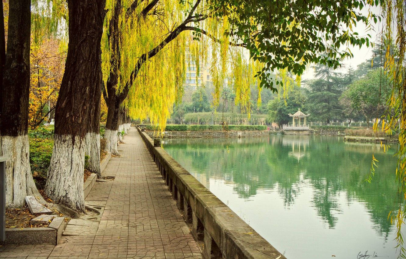Chengdu, autumn path, weeping willows, HD Desktop Wallpaper