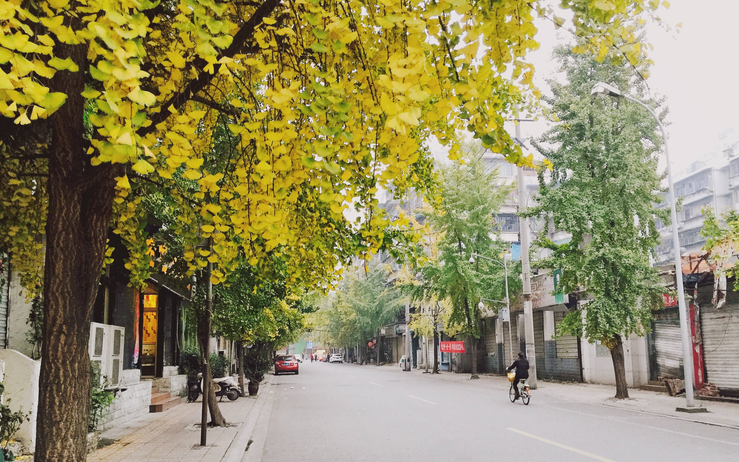 Chengdu, ginkgo trees, autumn, 2K Desktop Wallpaper