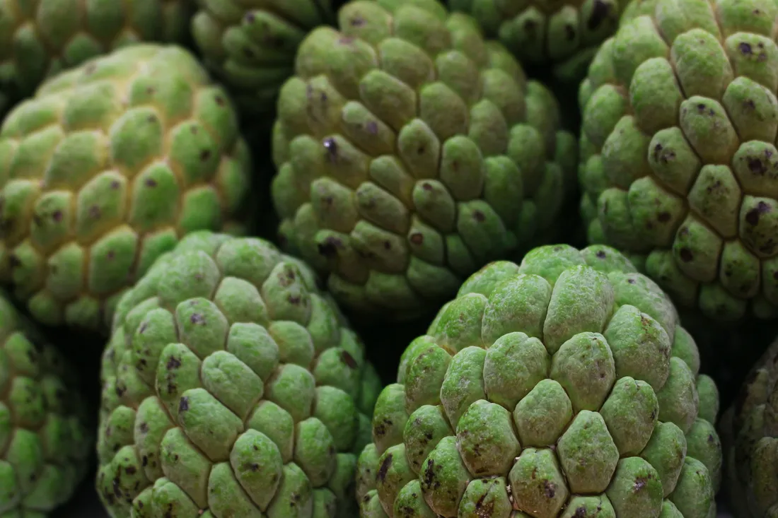 Cherimoya
