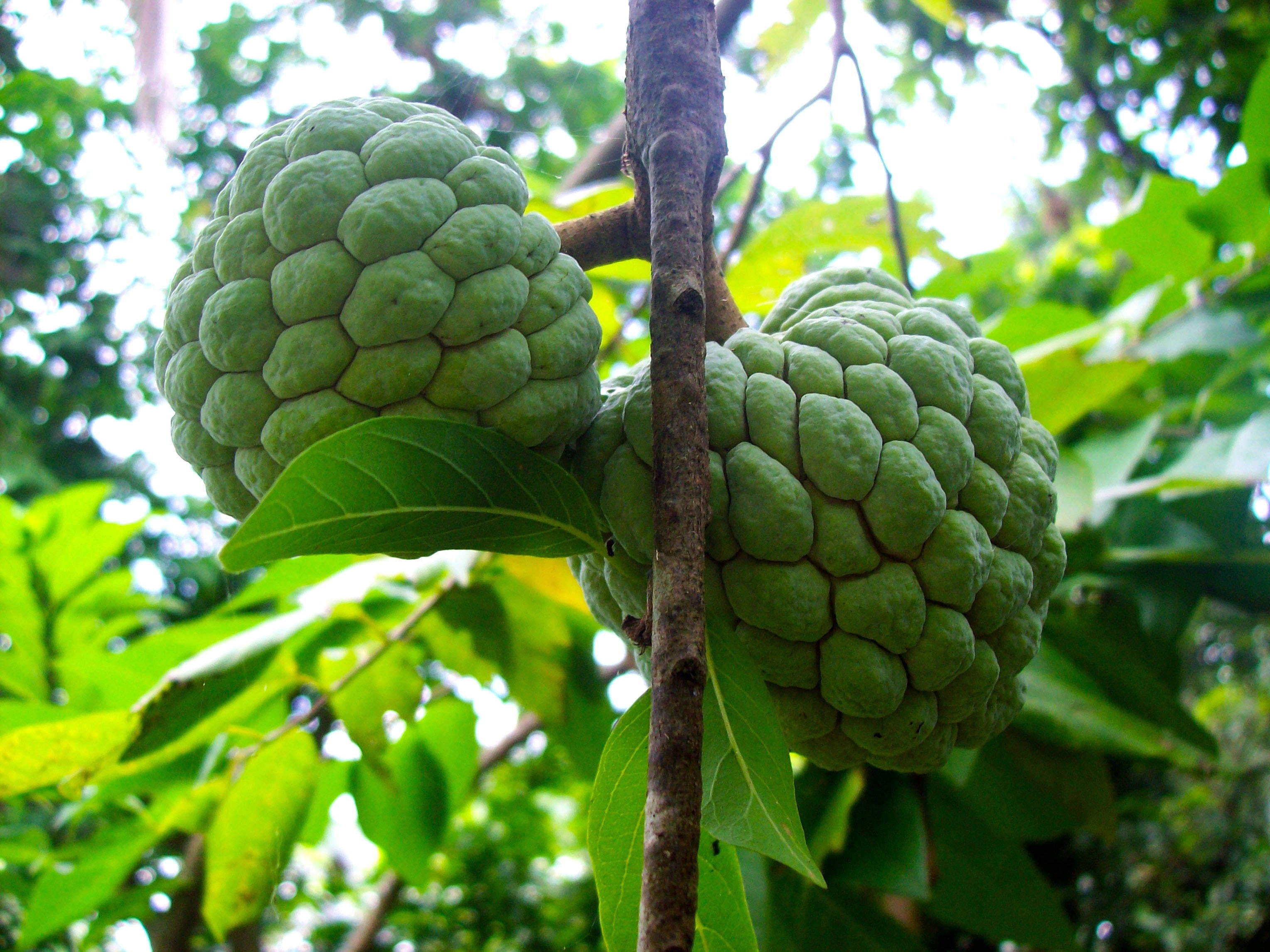 cherimoya fruit, tree branch, lush foliage, 2K Desktop Wallpaper