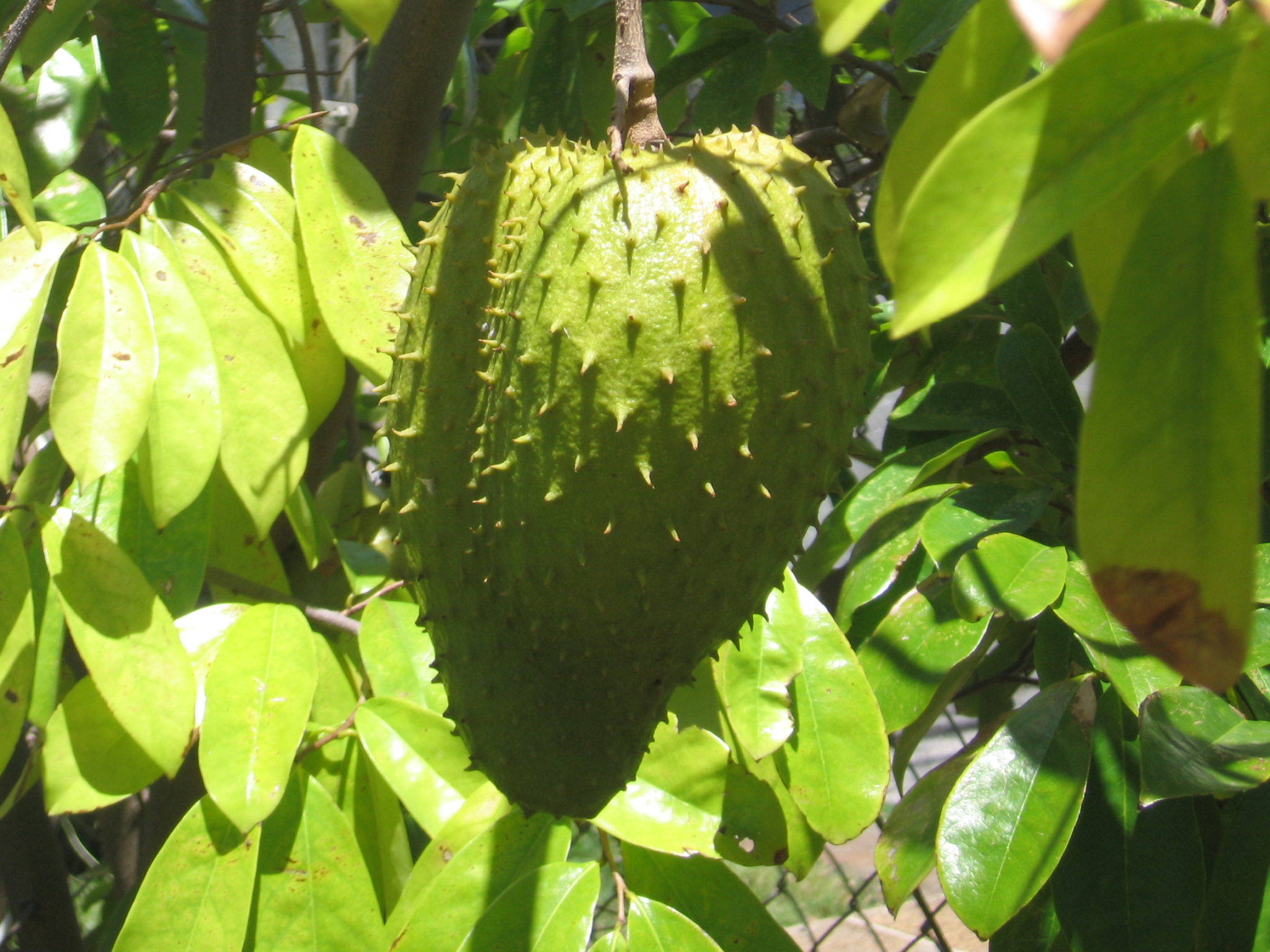 Cherimoya, soursop fruit, spiky green, Full HD Desktop Wallpaper