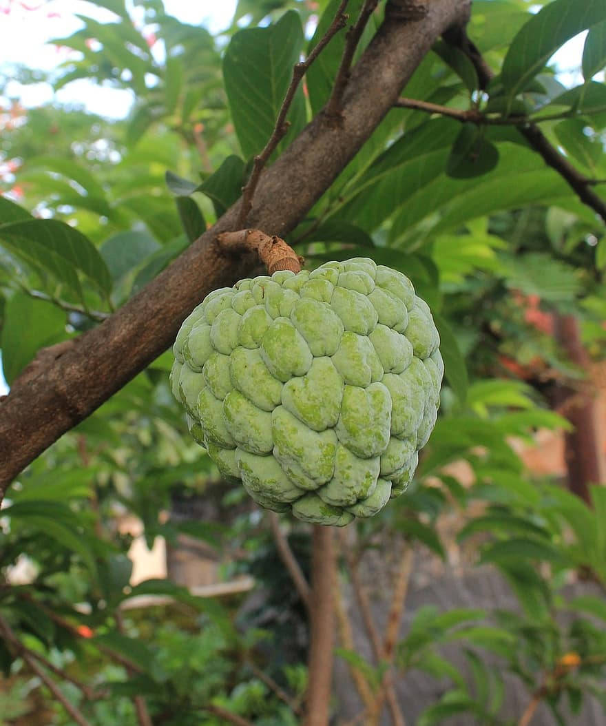 Cherimoya, custard apple, tree branch, SD Phone Wallpaper