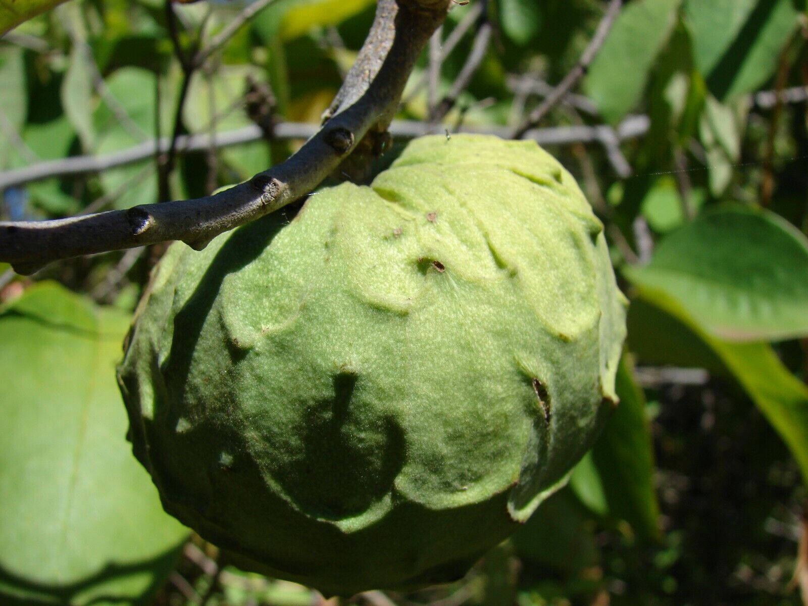 Cherimoya, green custard apple fruit, branch, HD Desktop Wallpaper