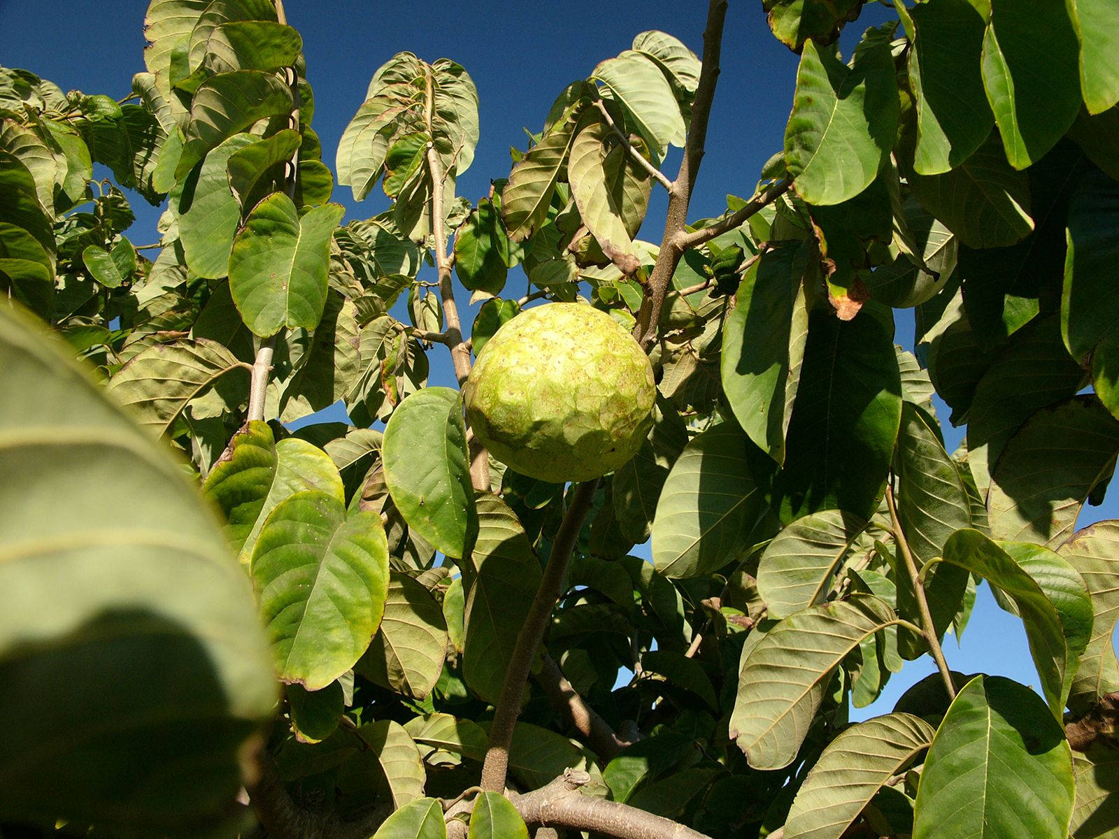 Cherimoya, Spanish cultivars, green cherimoya fruit, HD Desktop Wallpaper
