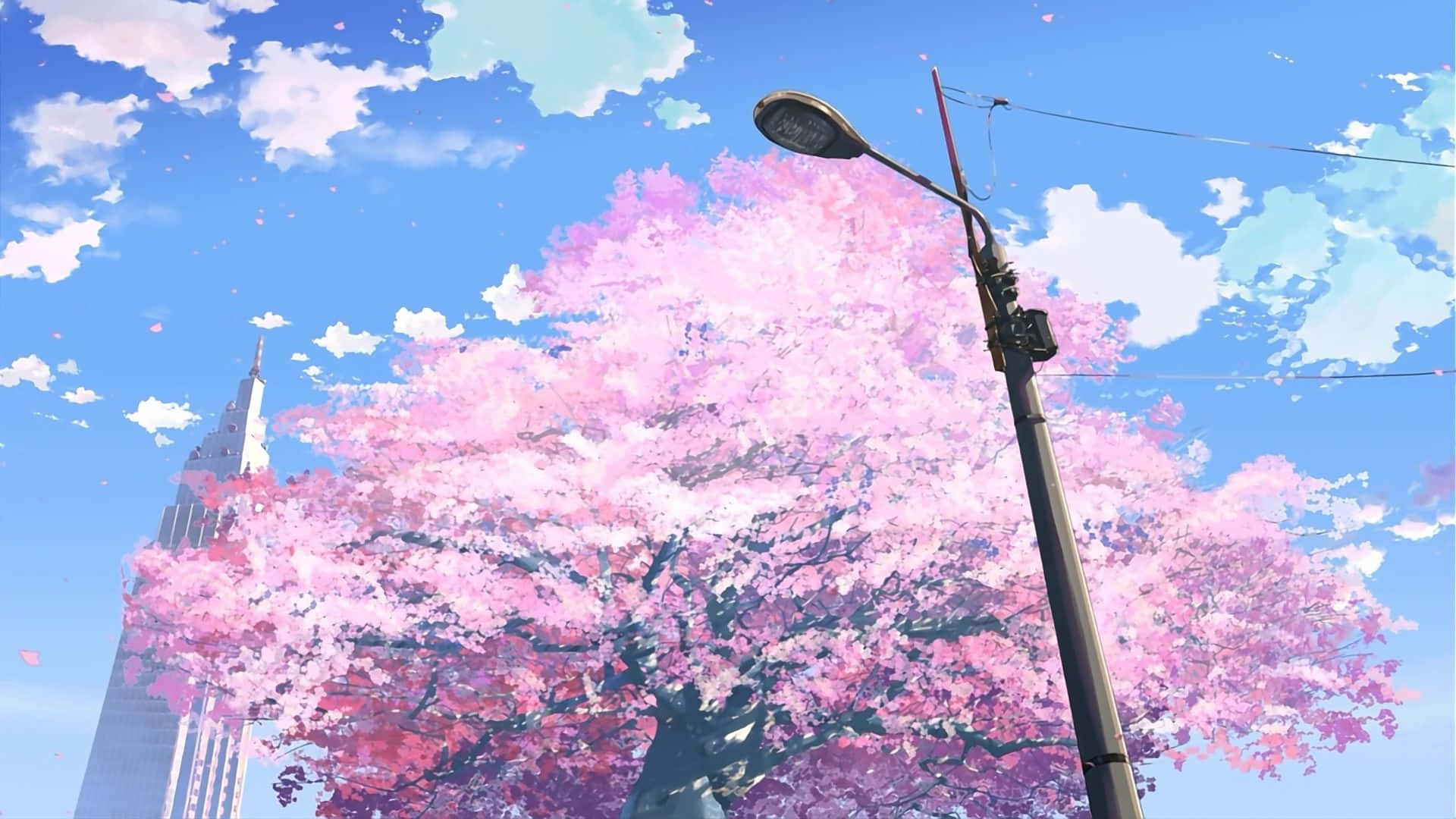 Anime Cherry Blossom Scenery, vibrant pink cherry blossom tree, clear blue sky, Full HD Desktop Wallpaper