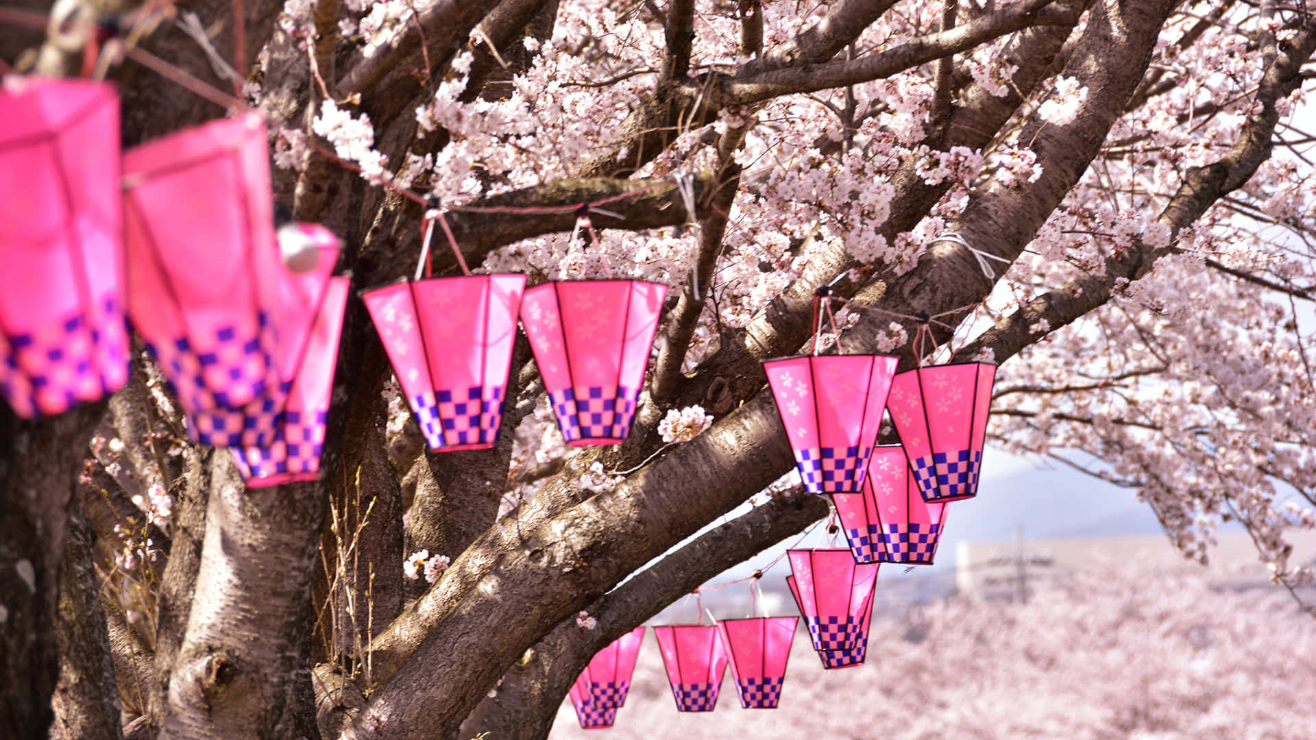 cherry blossom tree, pink lanterns, purple checkered bases, Full HD Desktop Wallpaper