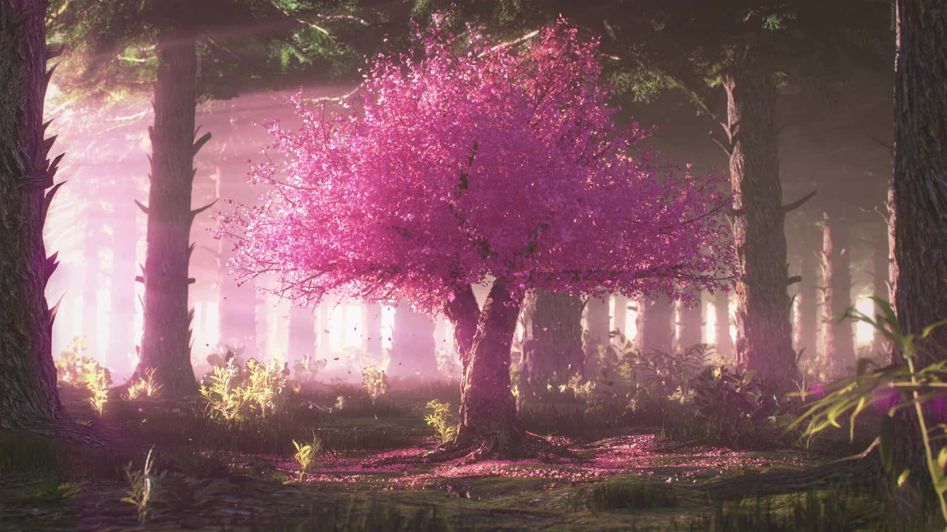enchanted forest, cherry blossom tree, anime, Full HD Desktop Wallpaper