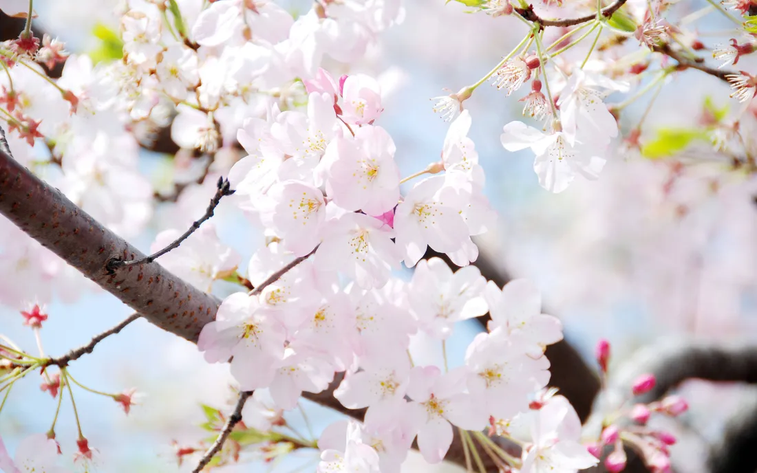 Cherry Blossom Tree