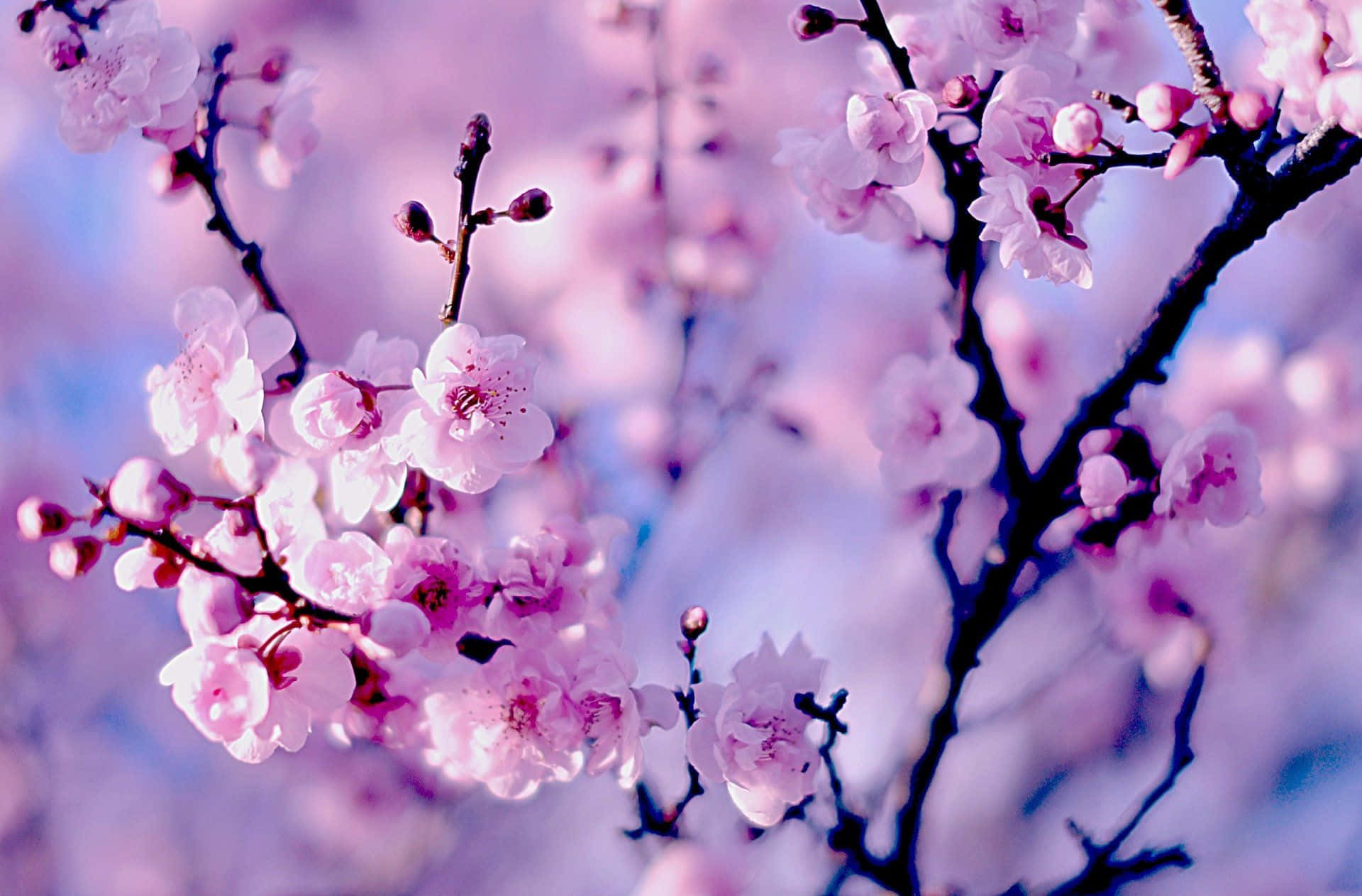 cherry blossom tree, pink cherry blossoms, dark branches, Full HD Desktop Wallpaper