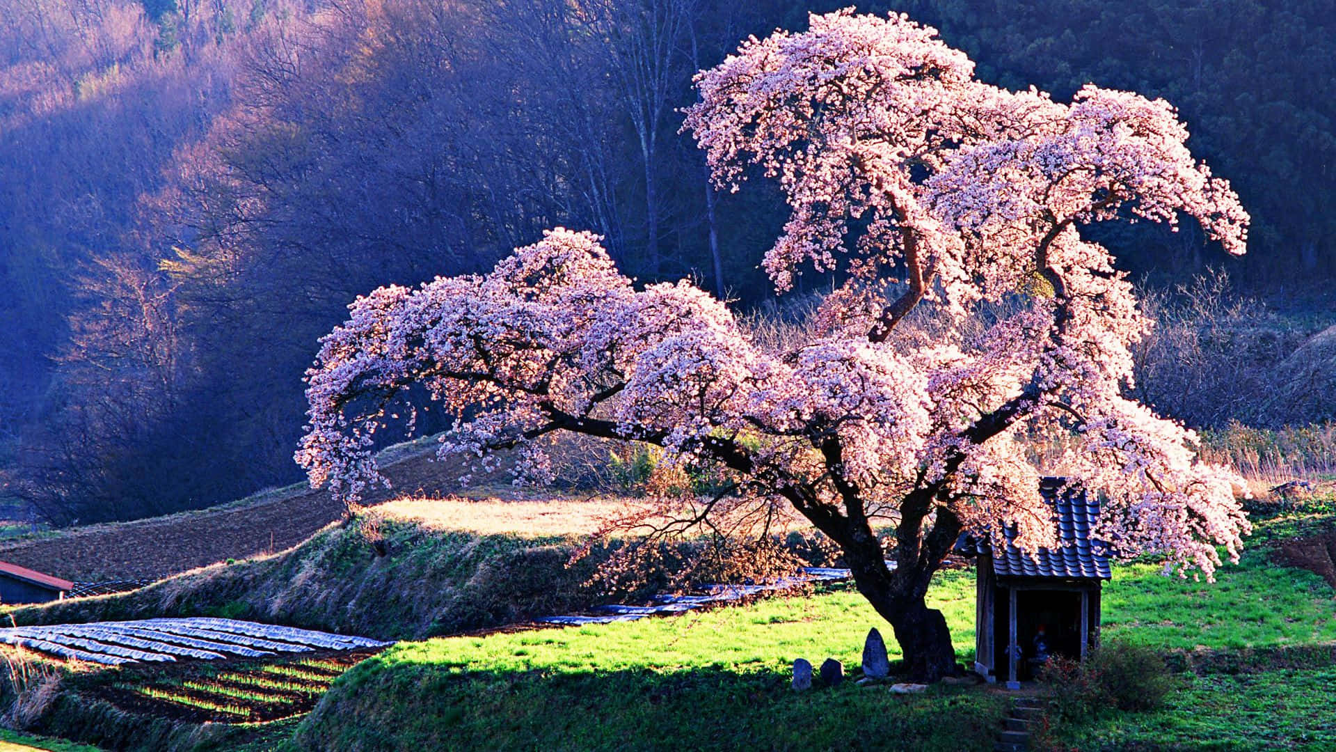 Cherry Blossom Tree, shrine, sunlit hillside, Full HD Desktop Wallpaper