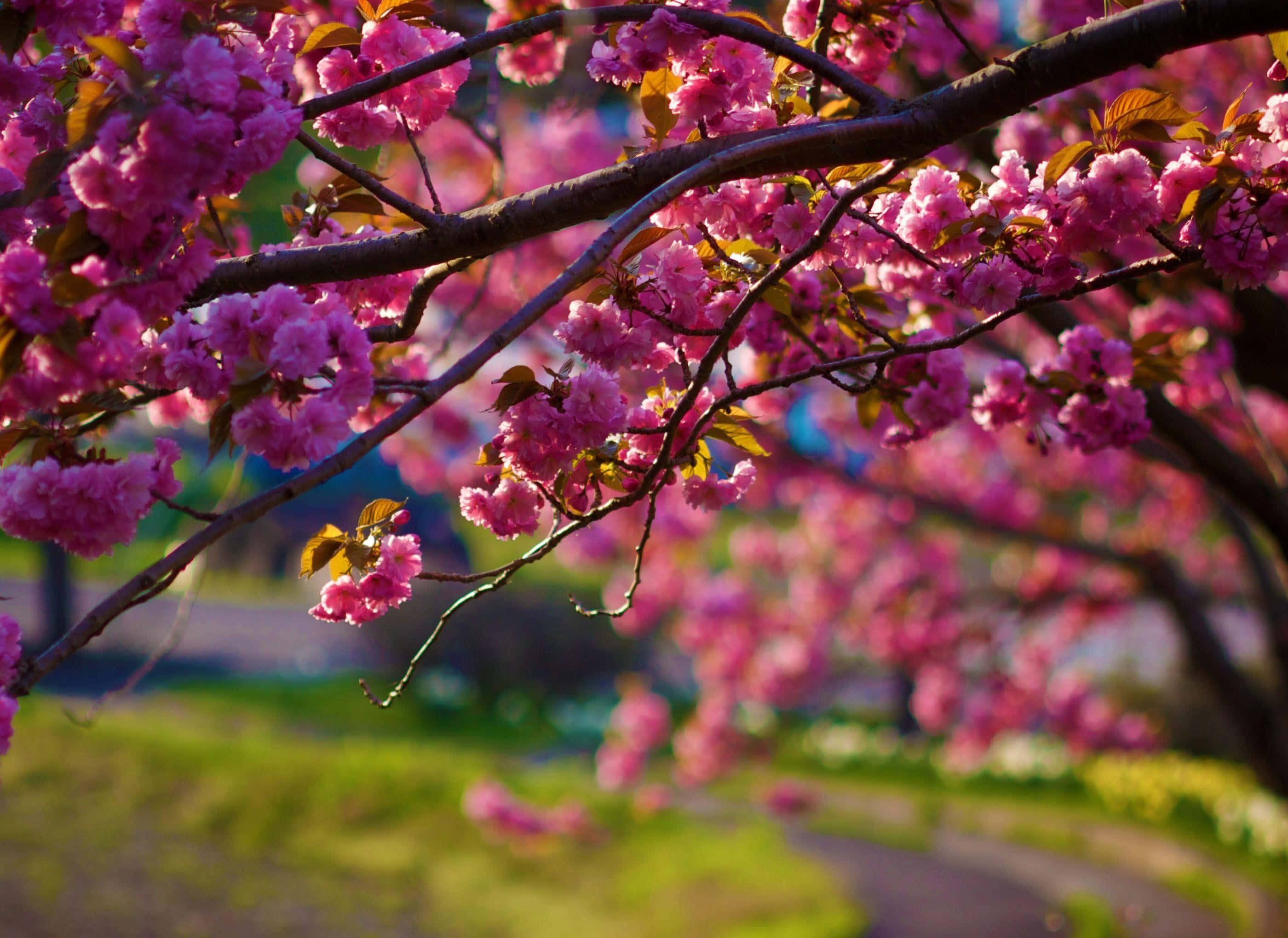 Cherry Blossom Tree, vibrant pink cherry blossoms, dark branches, 2K Desktop Wallpaper